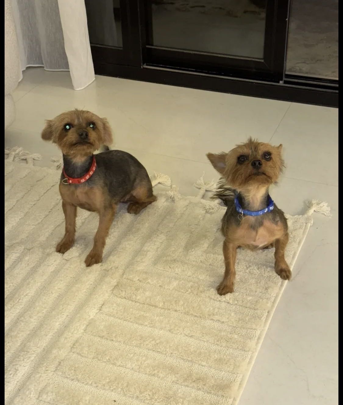 كلبين يورك شاير نثيه وذكر