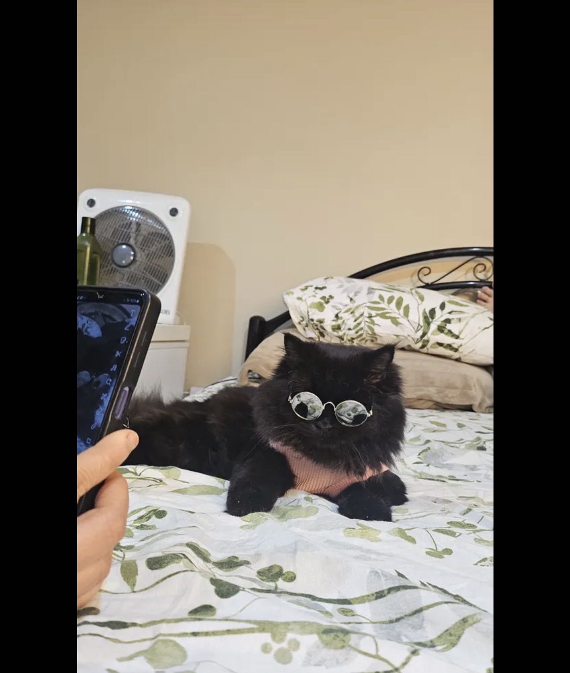  British long hair cat for adoption