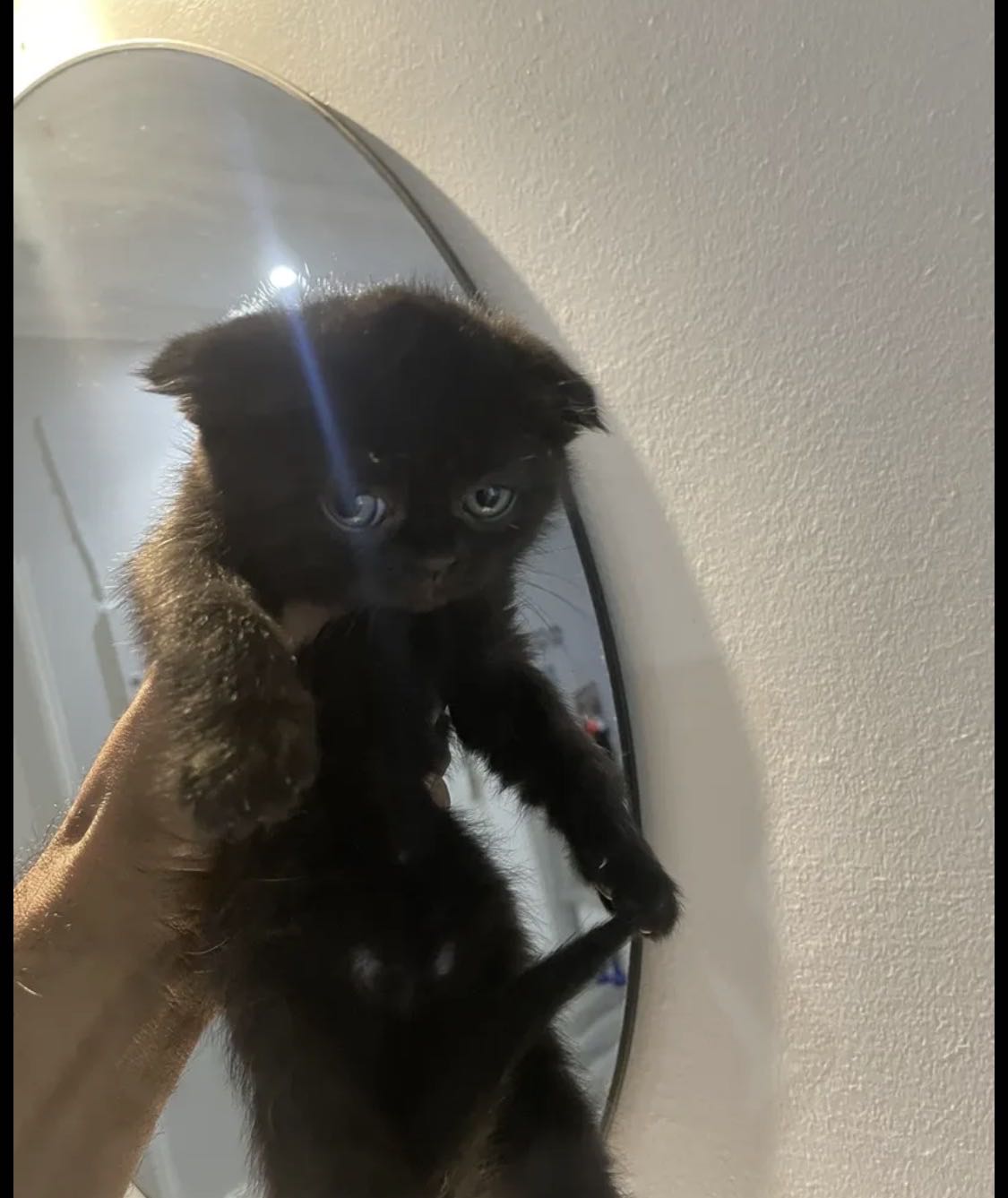 قطط سكوتش فولد