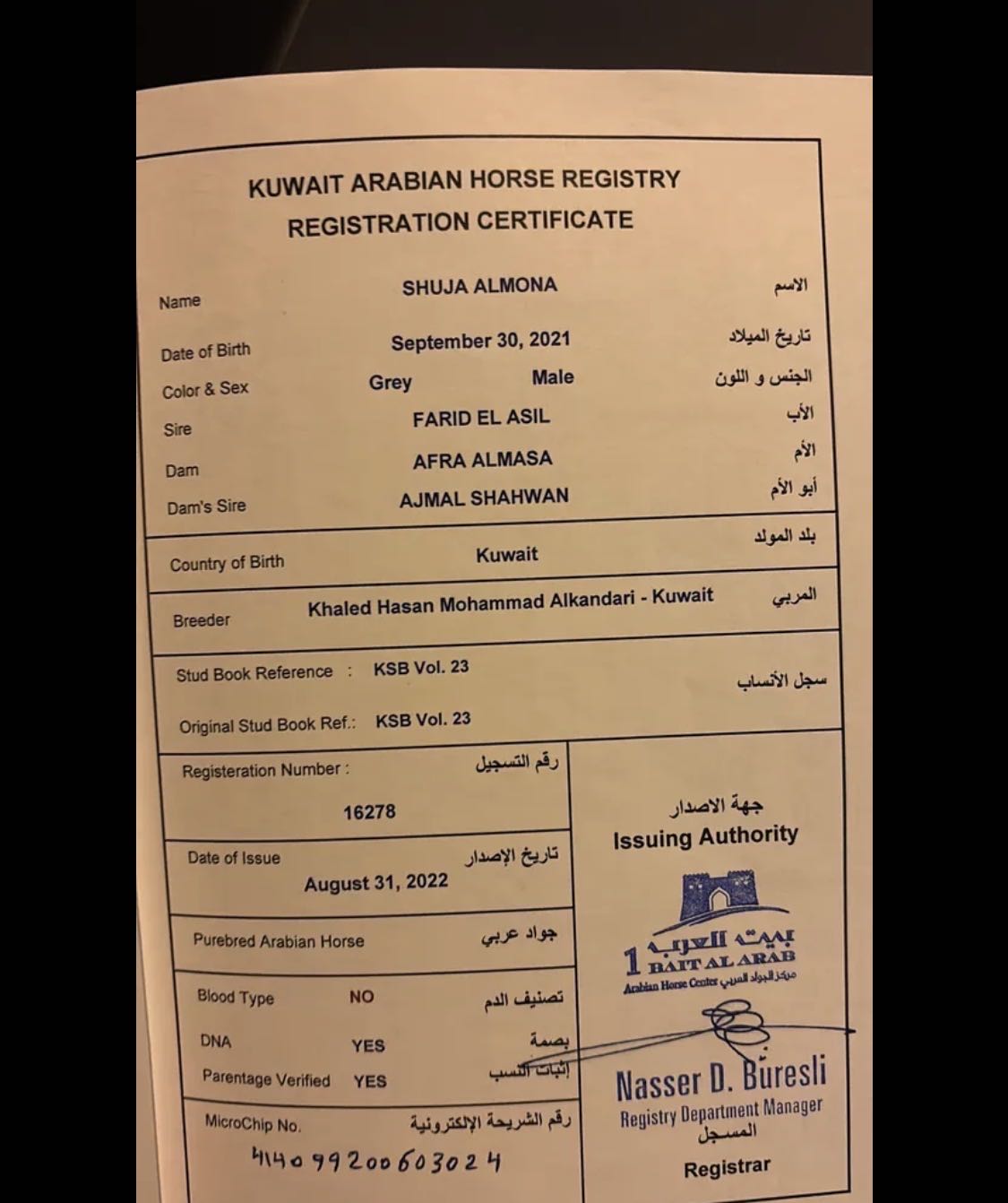 للبيع حصان مصري بيور 21