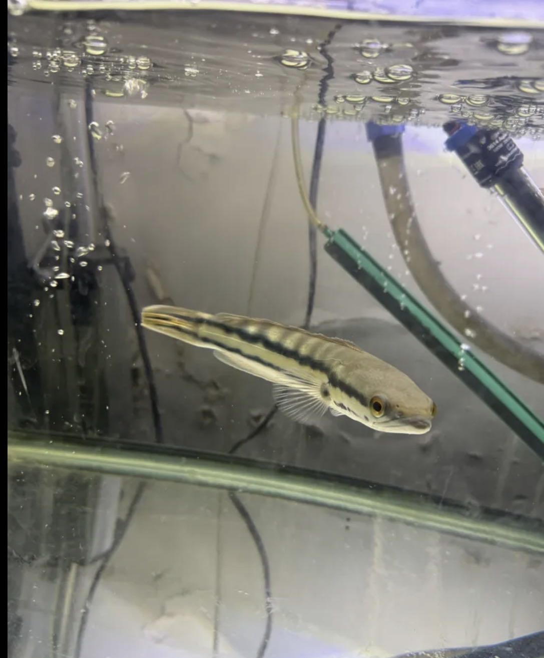 للبيع سمك مفترس