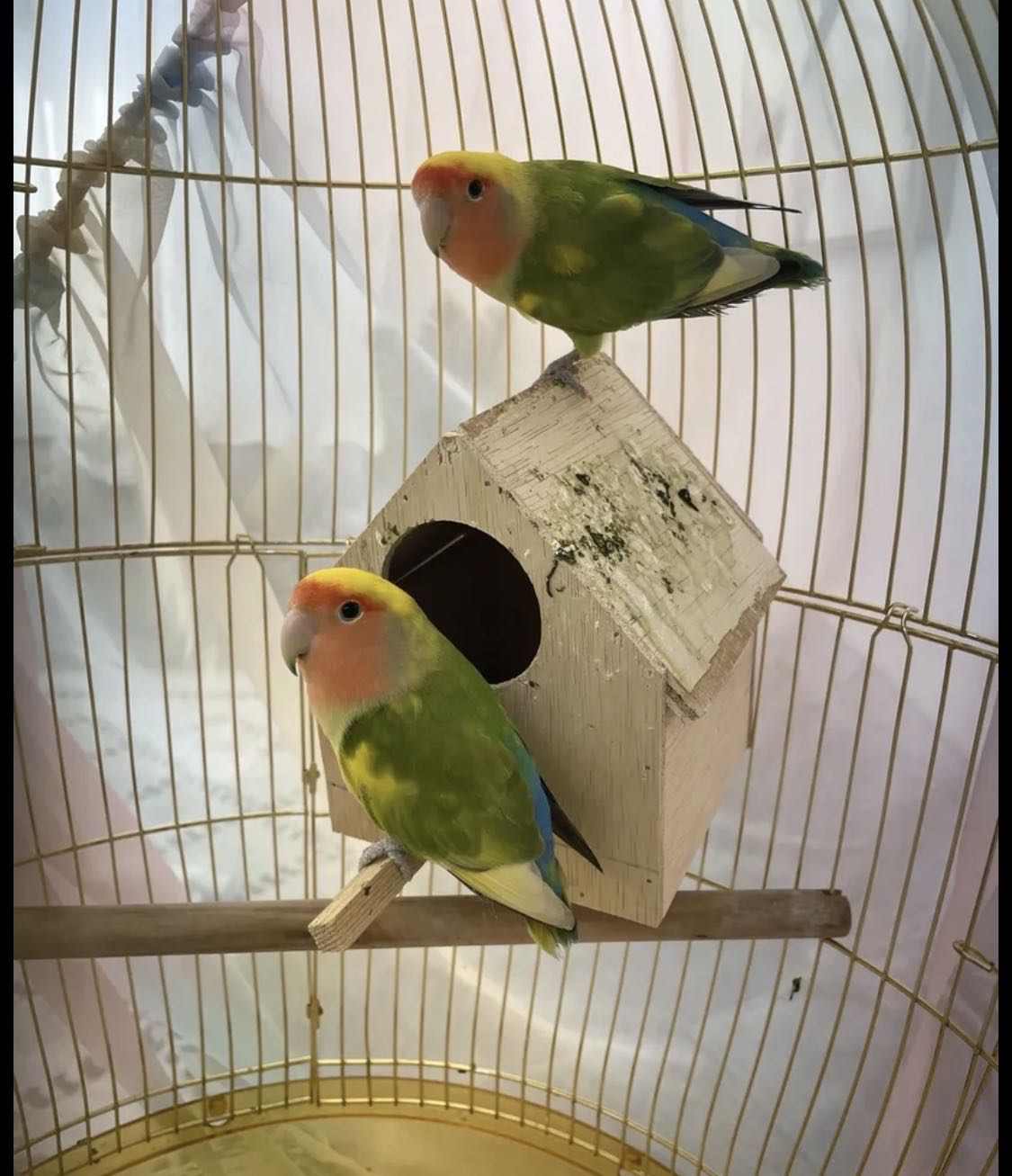 زوج روز للبيع مع قفص كبير و بياضه و قاعده كبيره حط سعرك و ما راح اقصر معاك قابل للمساومه