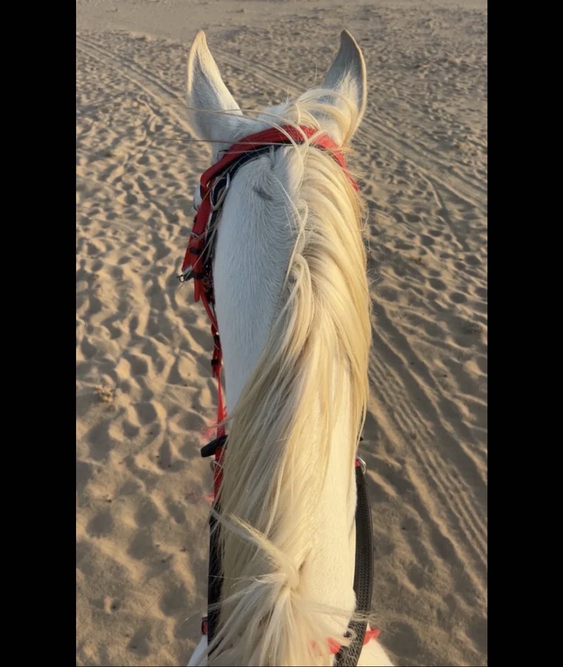 حصان مصري عمره سنتين ونص الحصان طيب وشكله طيب