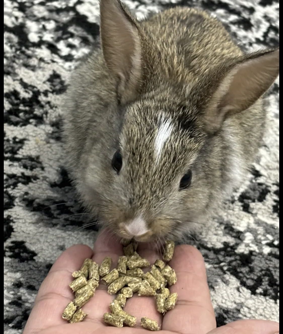 ارنب فرنسي للبيع معاه قفص واكل