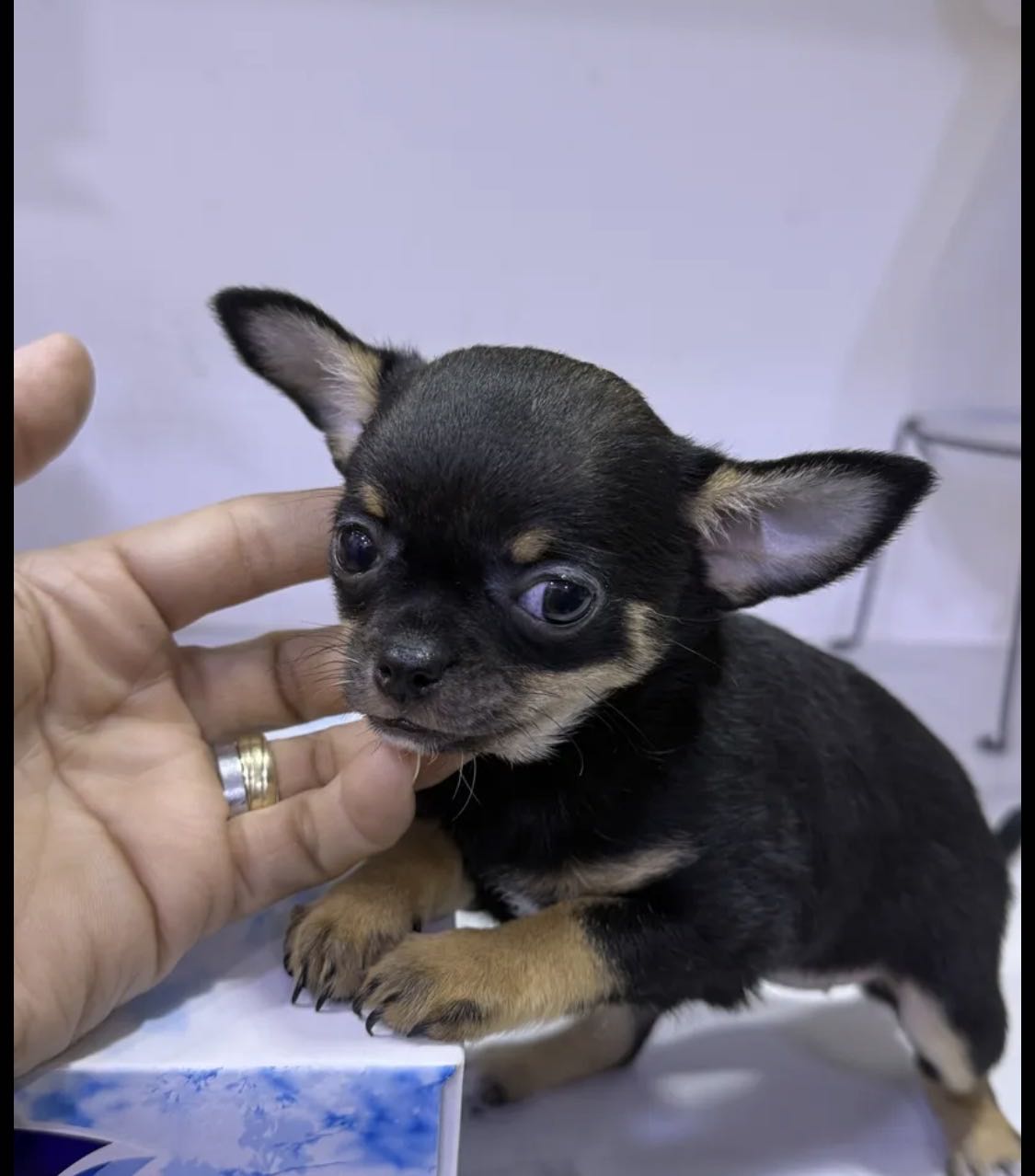 Chihuahua Female