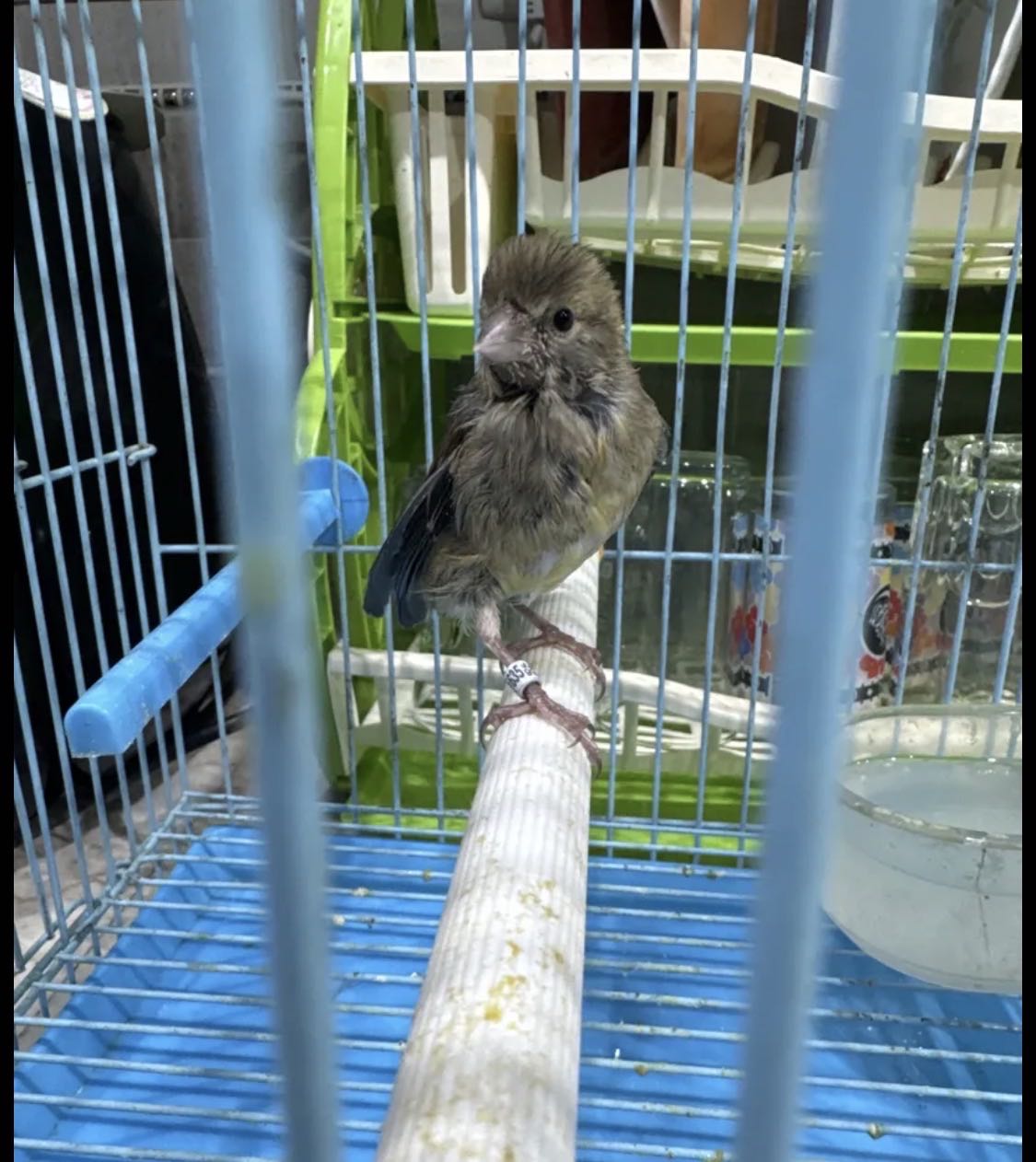 للبيع فرخ كناري الغمر شهر محجل ومعاه القفص