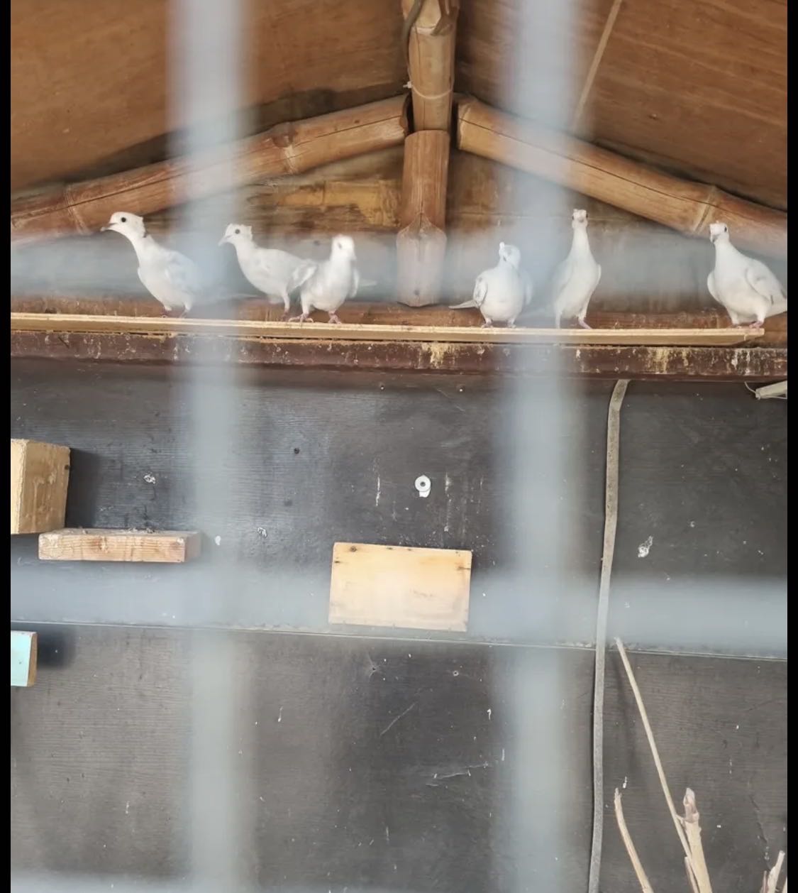 محميه ياكريم دبل كرست العدد 6