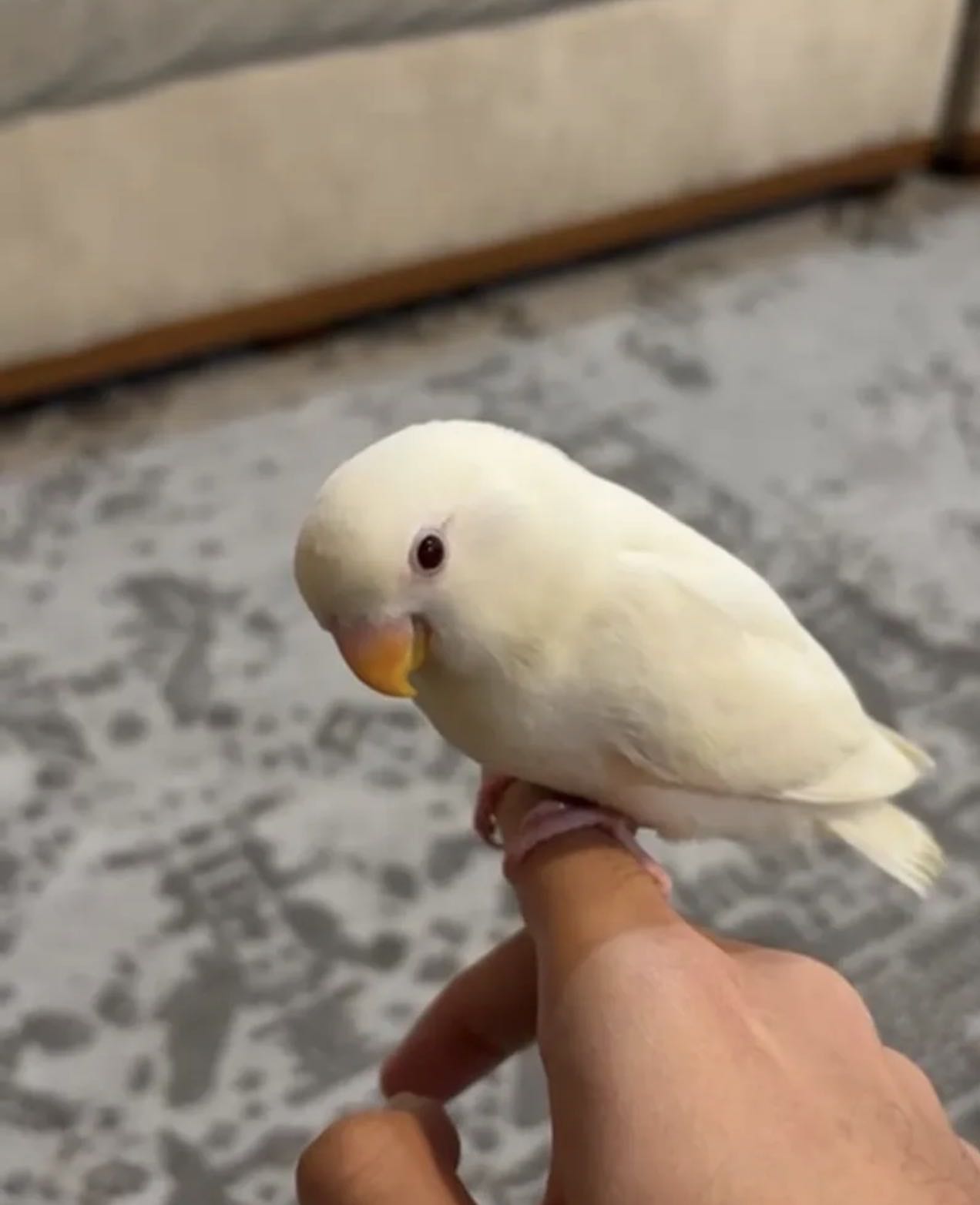 Love bird albino لا في برد البينة