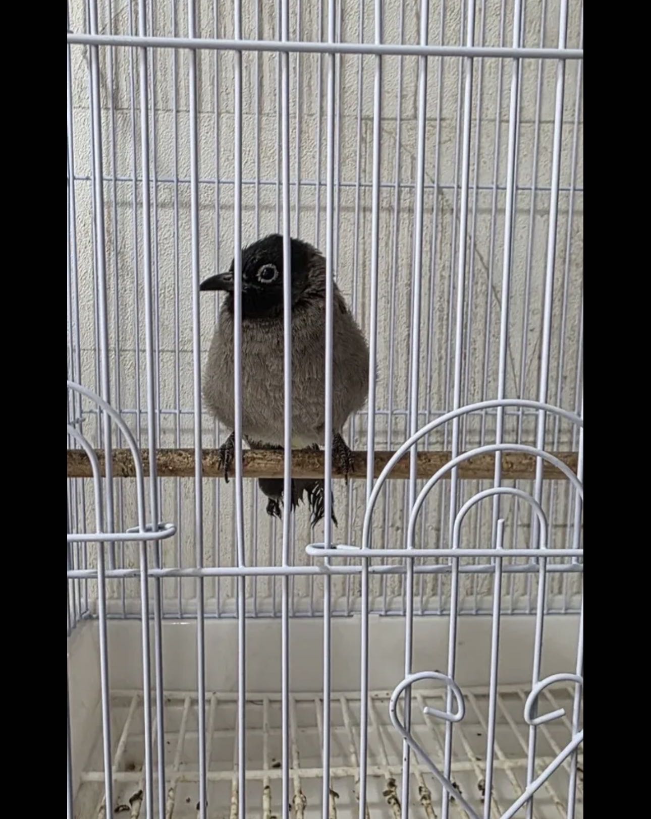 للبيع بلبل سوري ربوة يغرد