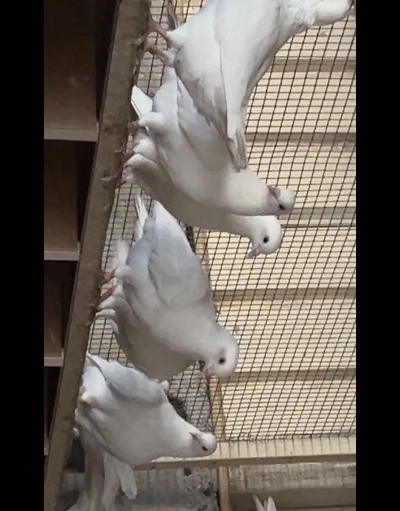 للبيع حمام لاحم