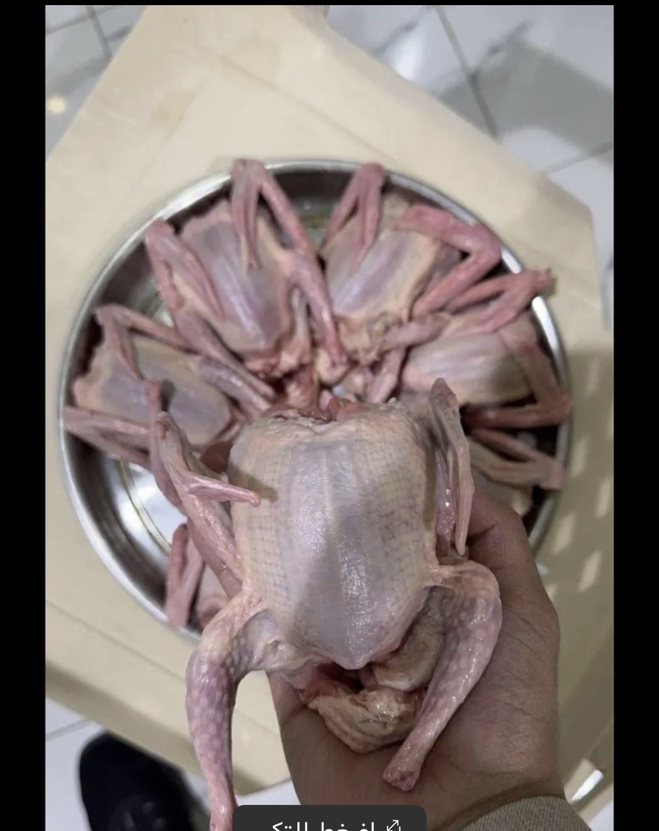 للبيع فروخ حمام زاجل للأكل