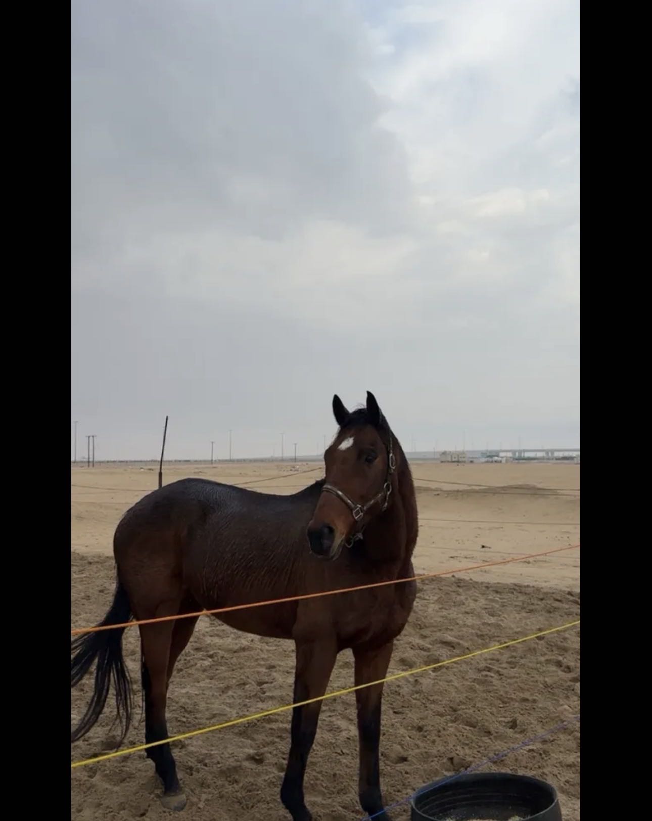 حصان انقليزي