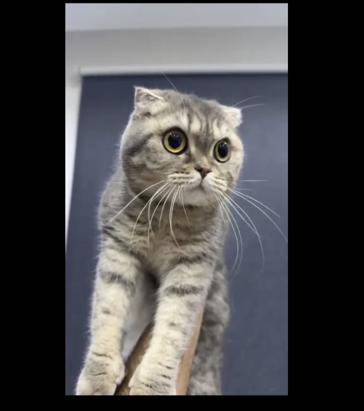 قطة سكوتش فصيله نادرة