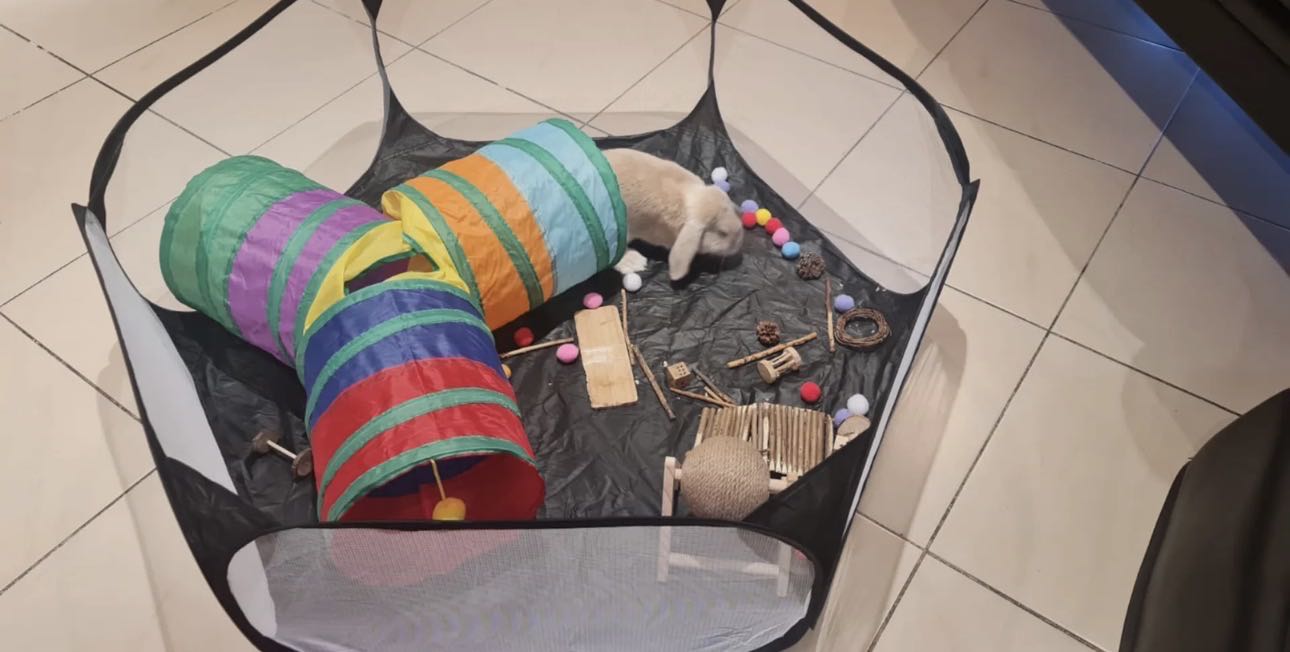 Dutch Dwarf Rabbit for Sale - أرنب هولندي قزم للبيع