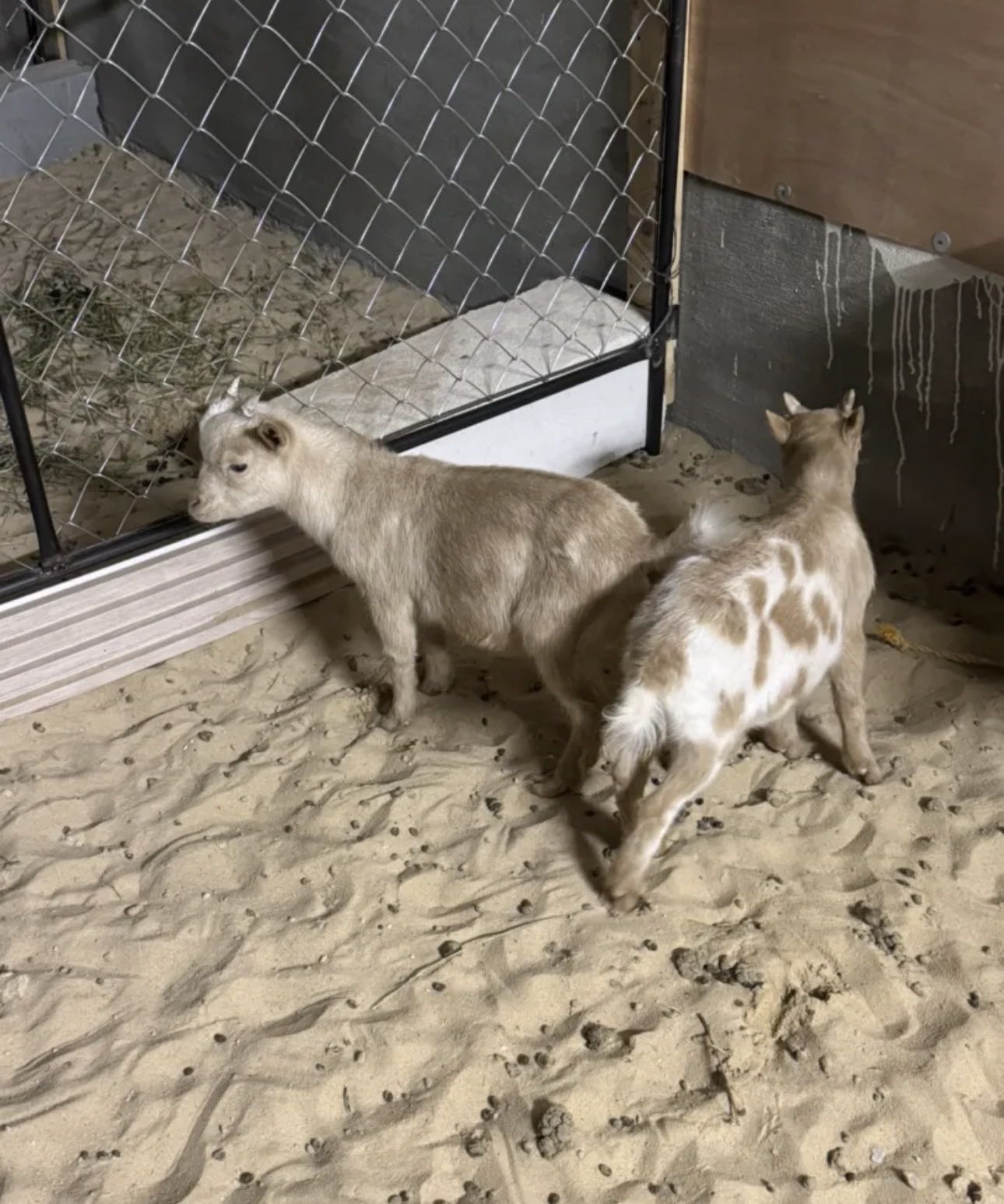 معزة وتيسين جيكيات