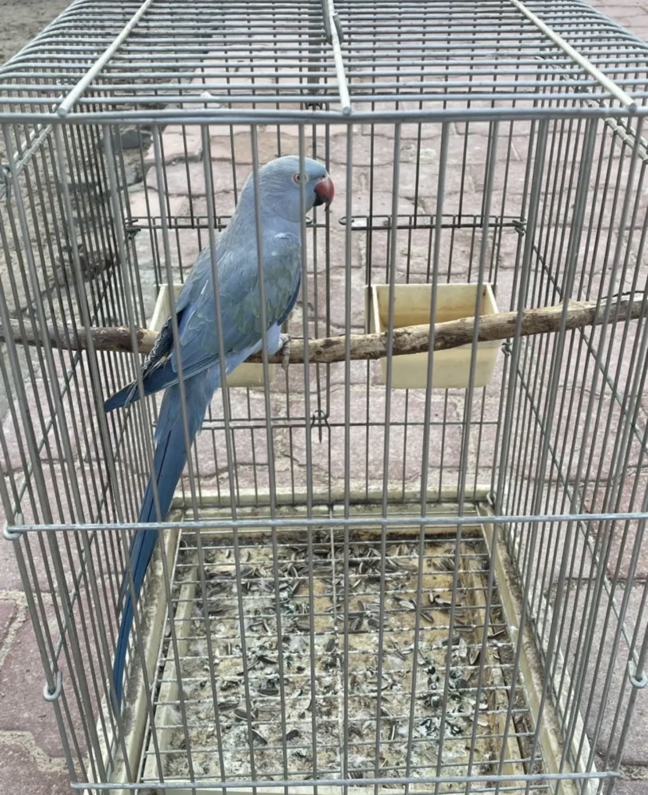 بيبي متوه ً