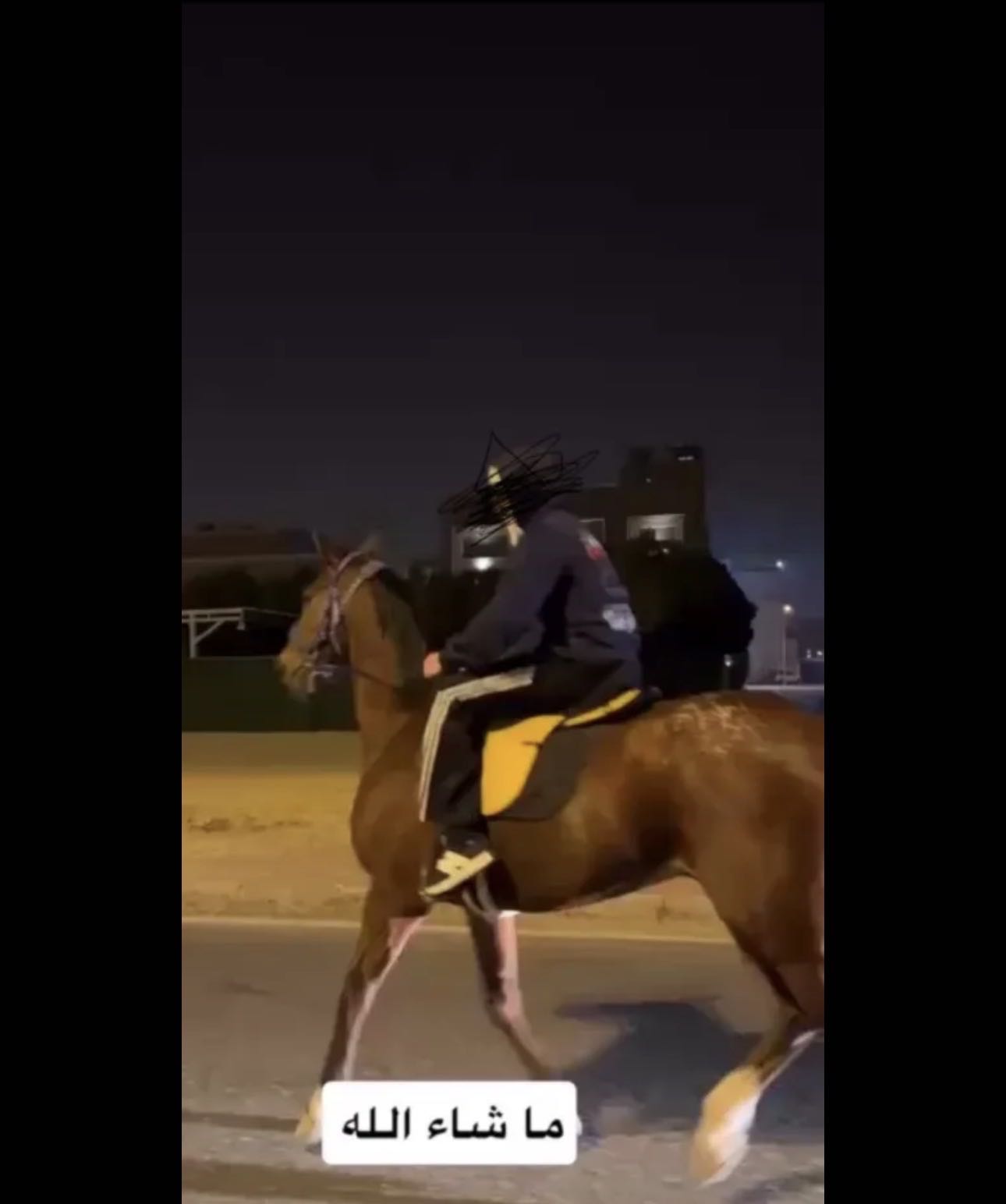 للبيع حصان ريس