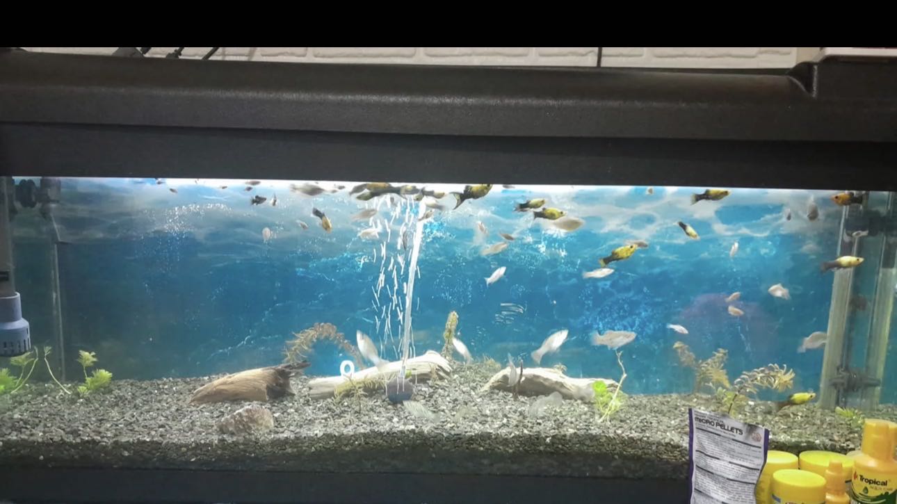 سمك مولي + سمك كونفورت