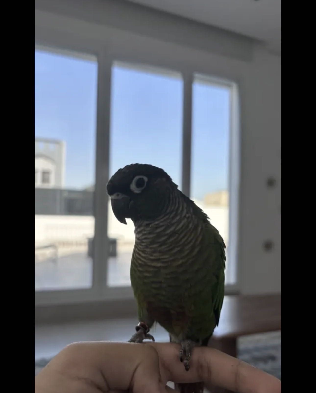 كنيور قرين چيك للبيع