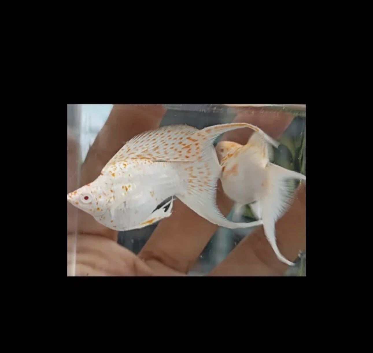 QUALITY PKBM ( platinum king balloon molly) SAKURA TRICO electric blue and cheetah For sale