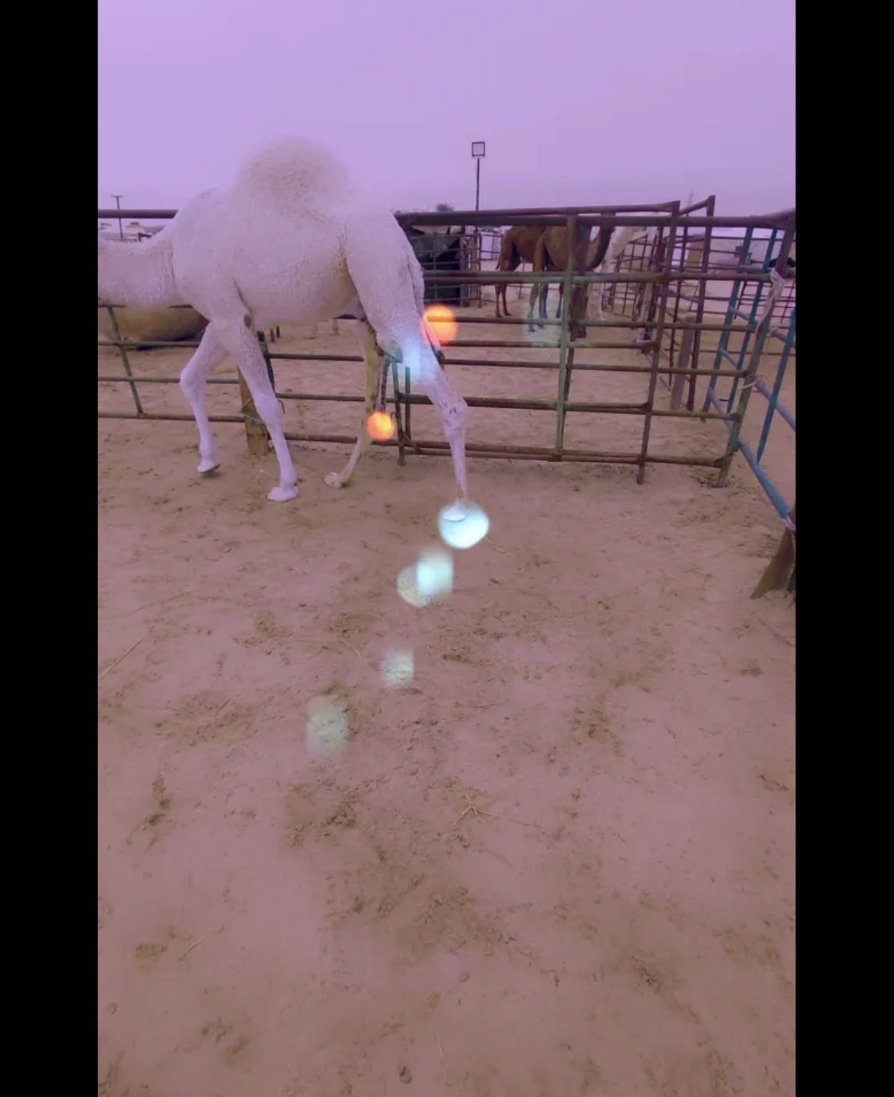 للبيع قعدان محليه فاخره شي يجمل يوجد خدمه توصيل جميع مناطق الكويت