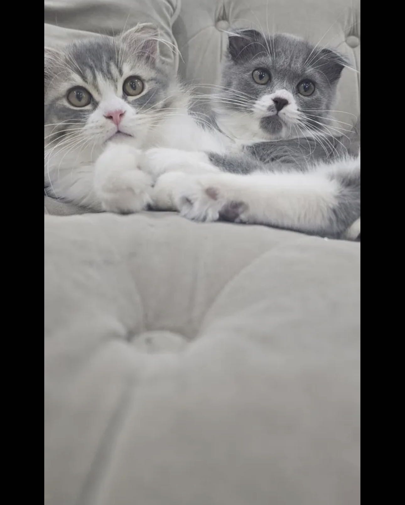 قطط باي كولور