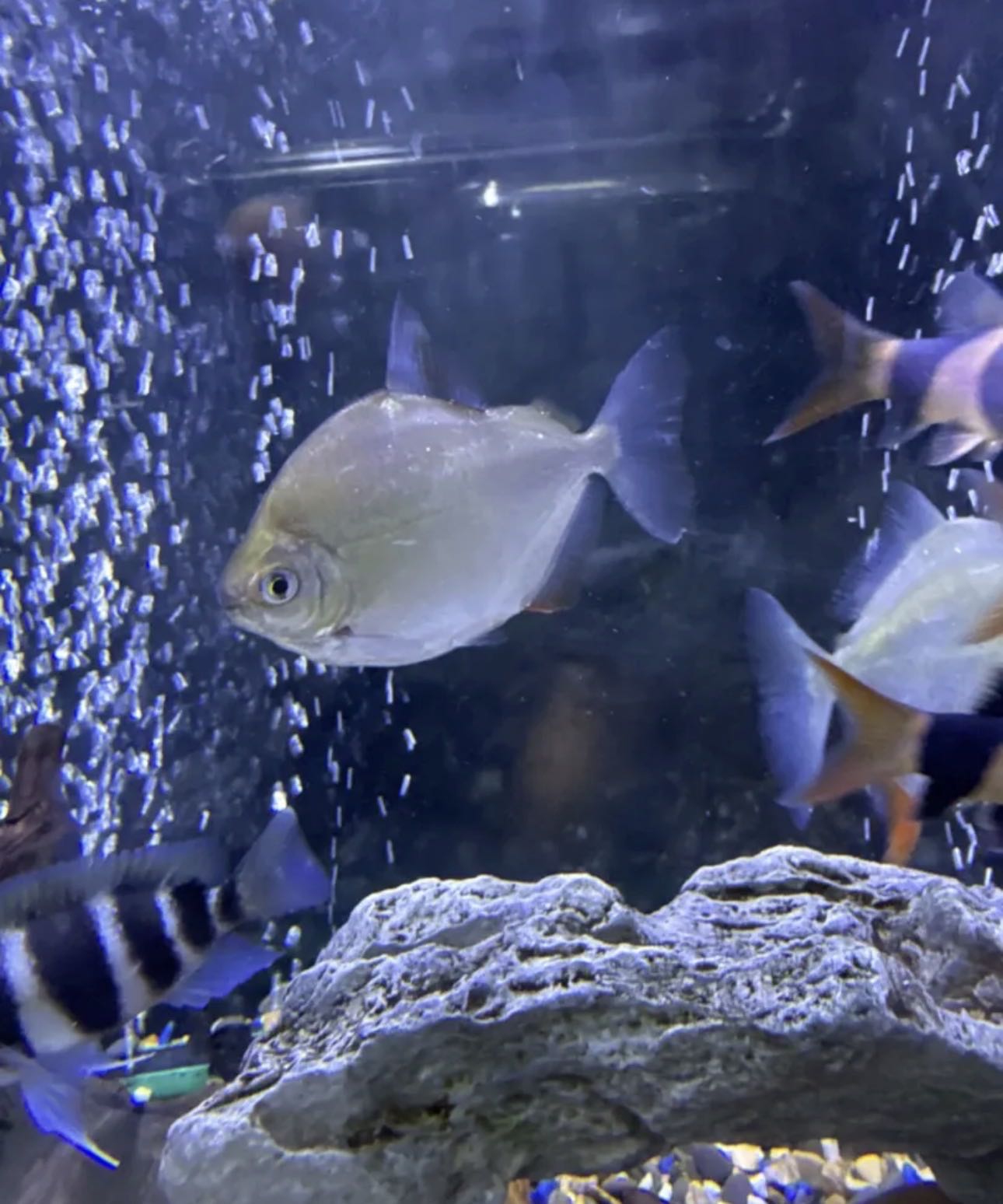 للبيع سمك سلفر دولار الحبه على 15دينار يوجد حبتين تواصل