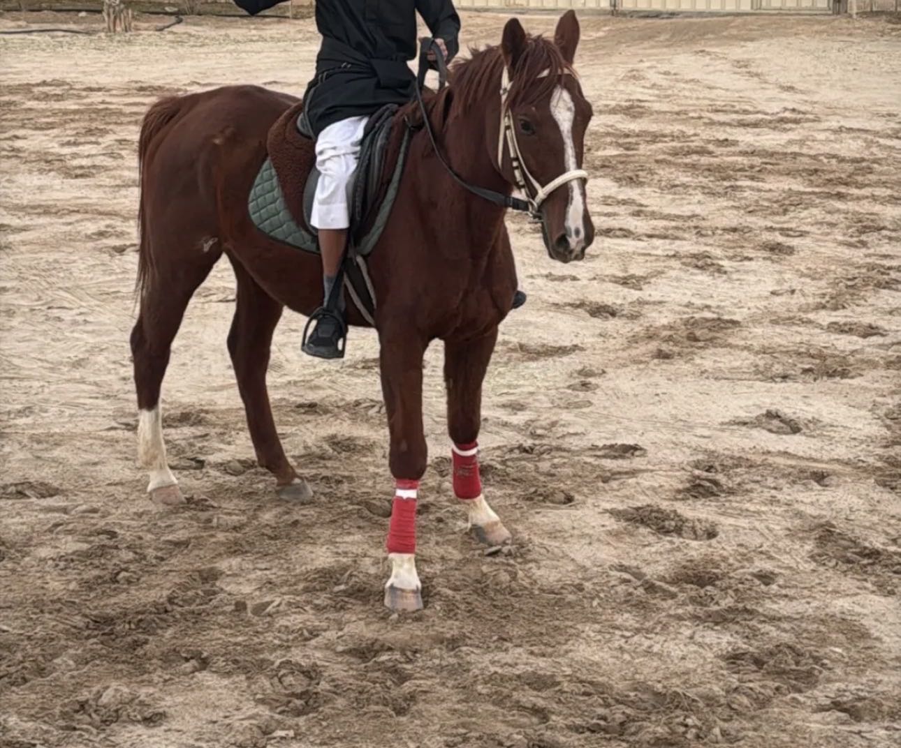 للبيع خيل على السوم الموصفات بل وتساب