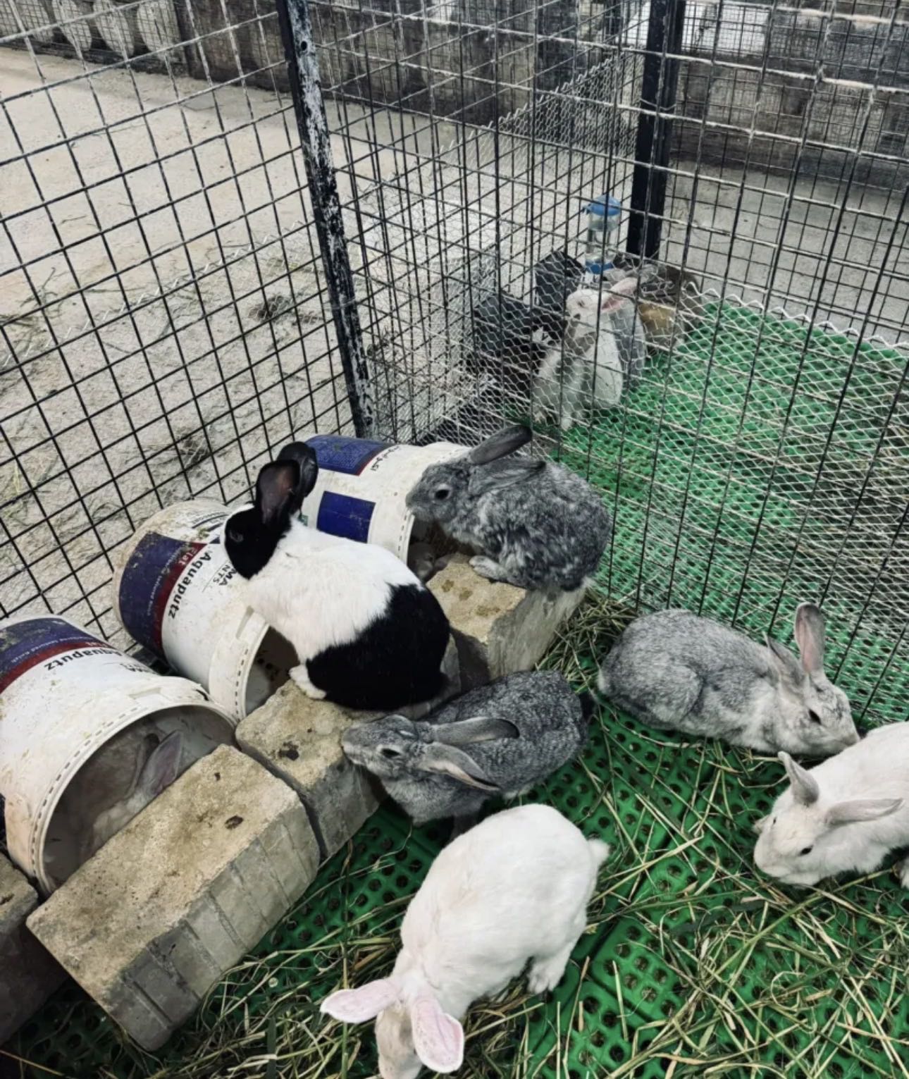 ارانب للبيع - الوان و احجام مميزة - جميع الاعمار