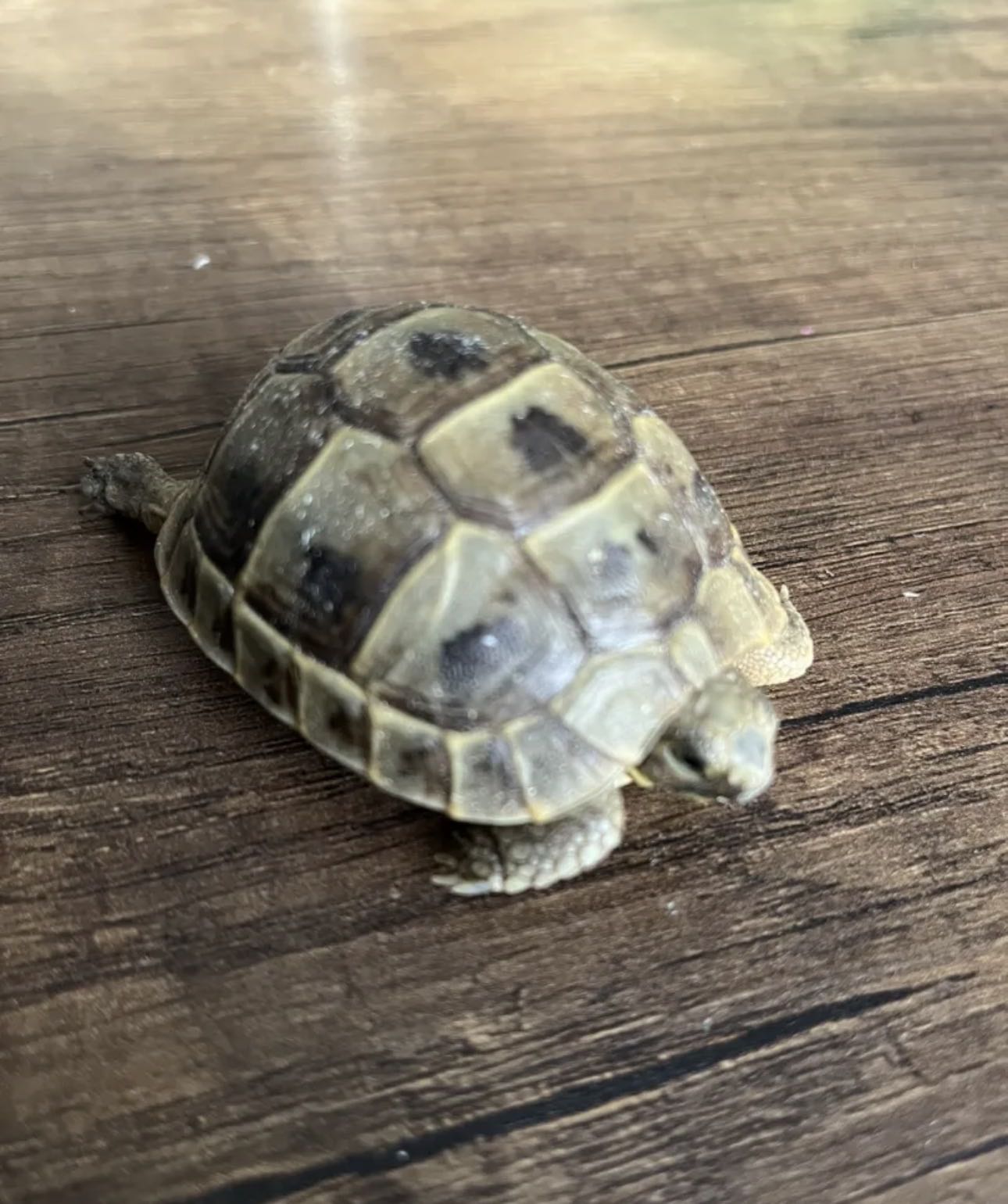 للبيع سلحفاة برية