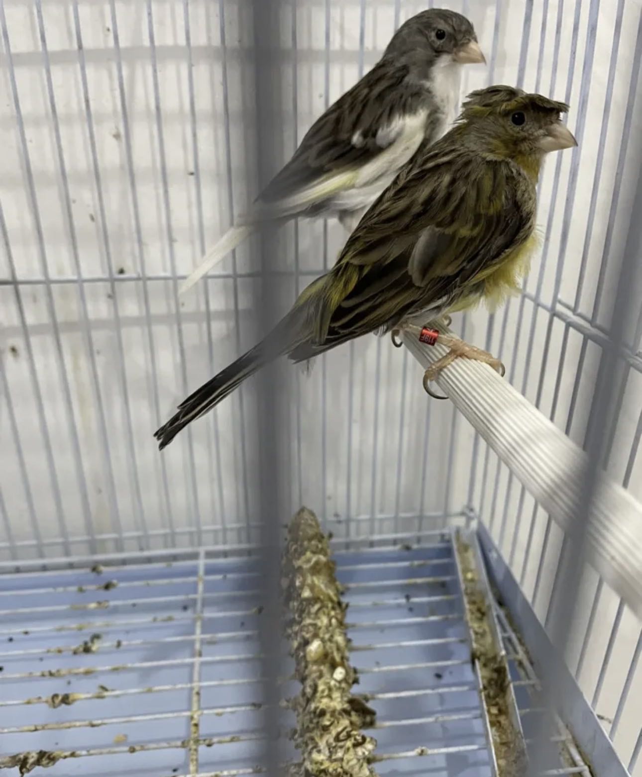 زوج كناري تمبرادو اسباني