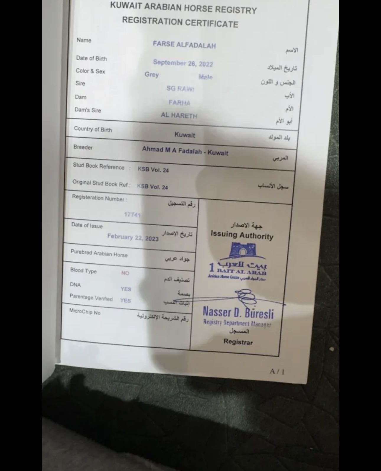 خيل عربي بولش