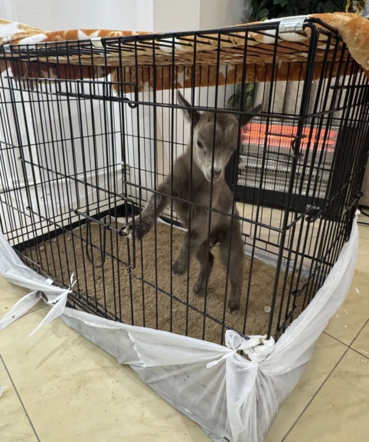 تيس جيكي العمر تقرييا شهر صحه ونظافه يشرب حليب تبيه يتواصل هنا او وتساب للجادين فقط