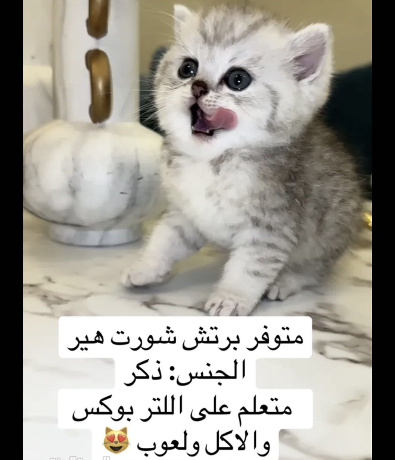 كيتن برتش شورت هير