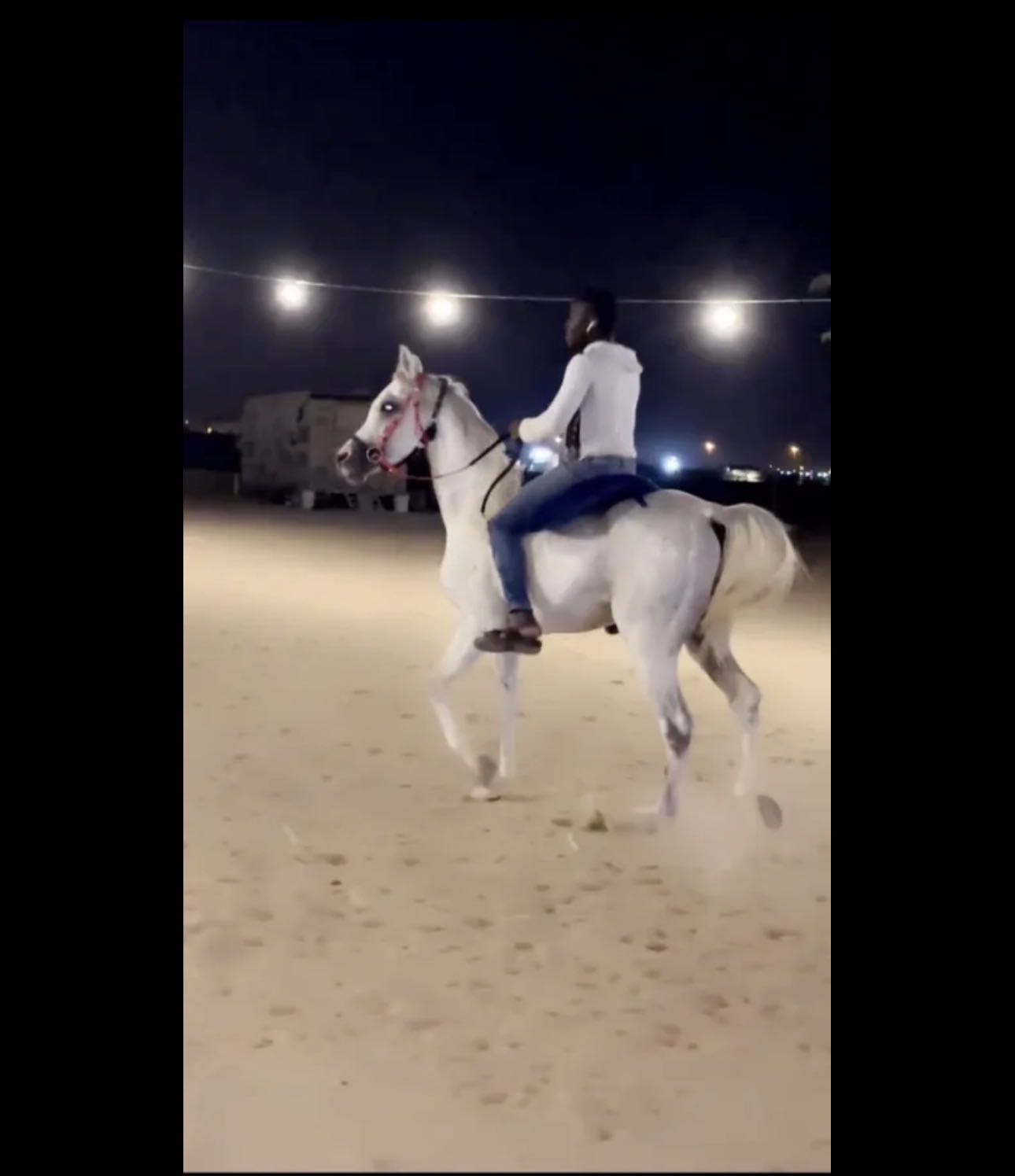 للبيع حصان مصري بس البيع بلدي