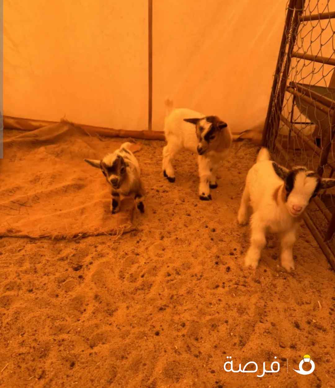 للبيع تيس جيكي قزم