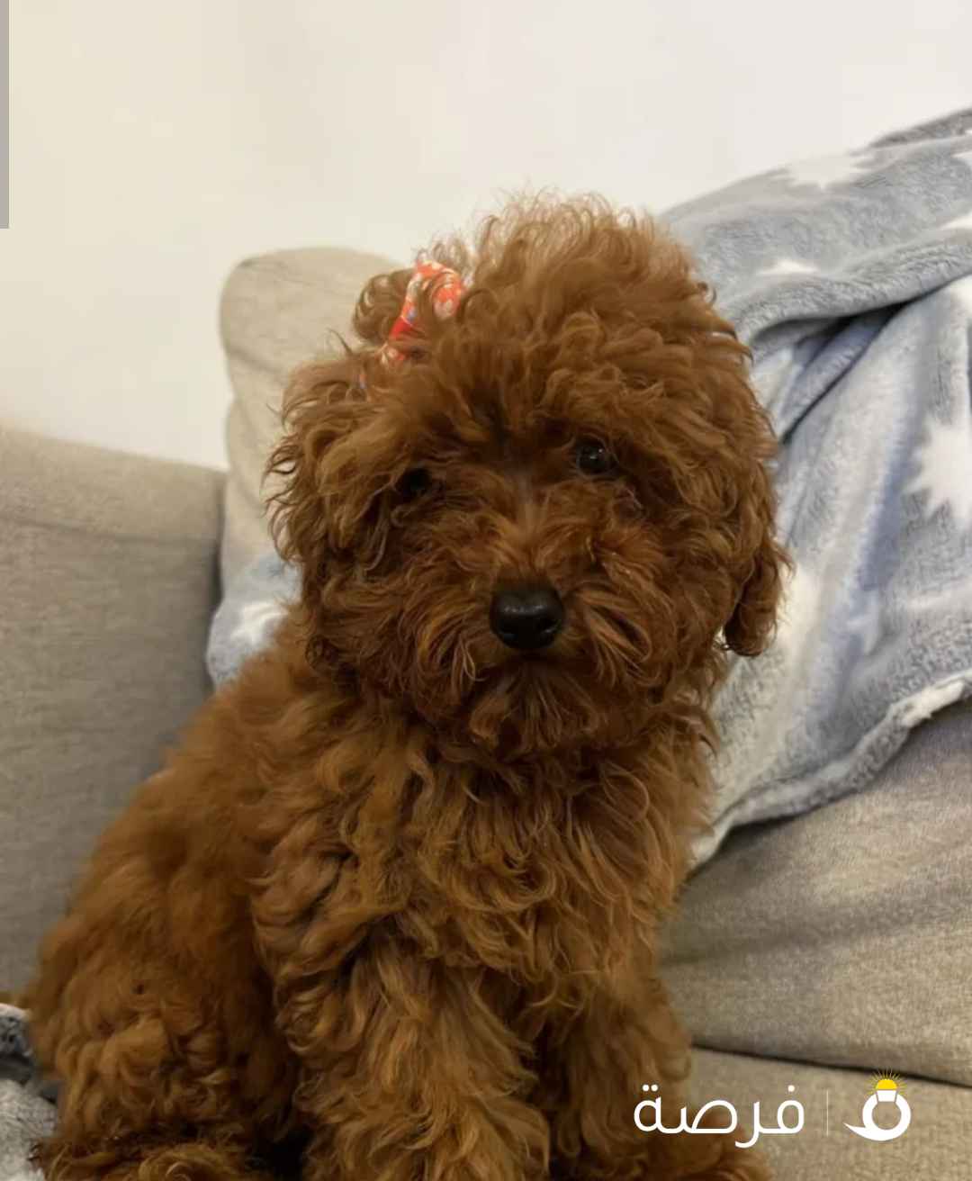 توي بودل للبيع