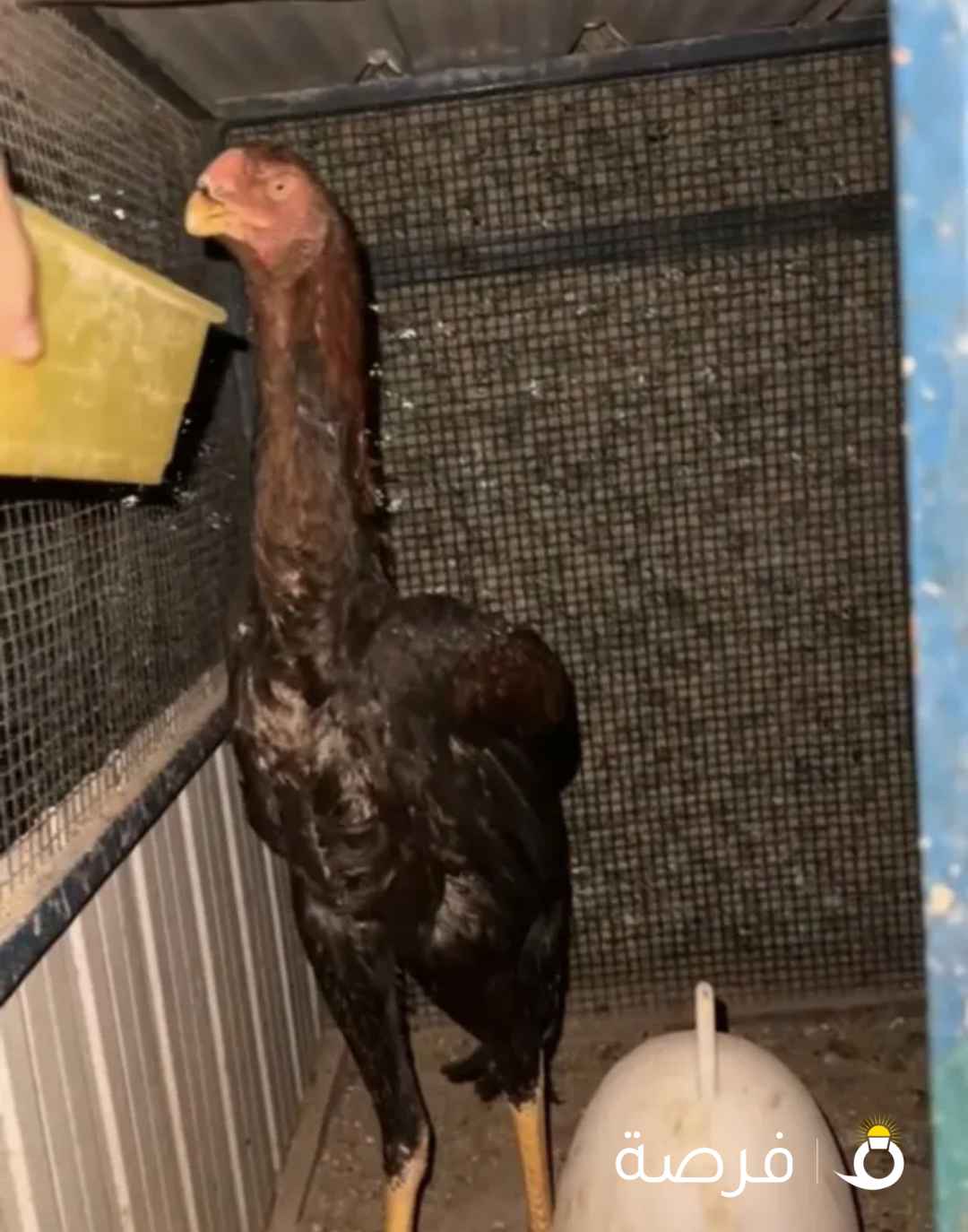 ديج هندي فاخررر