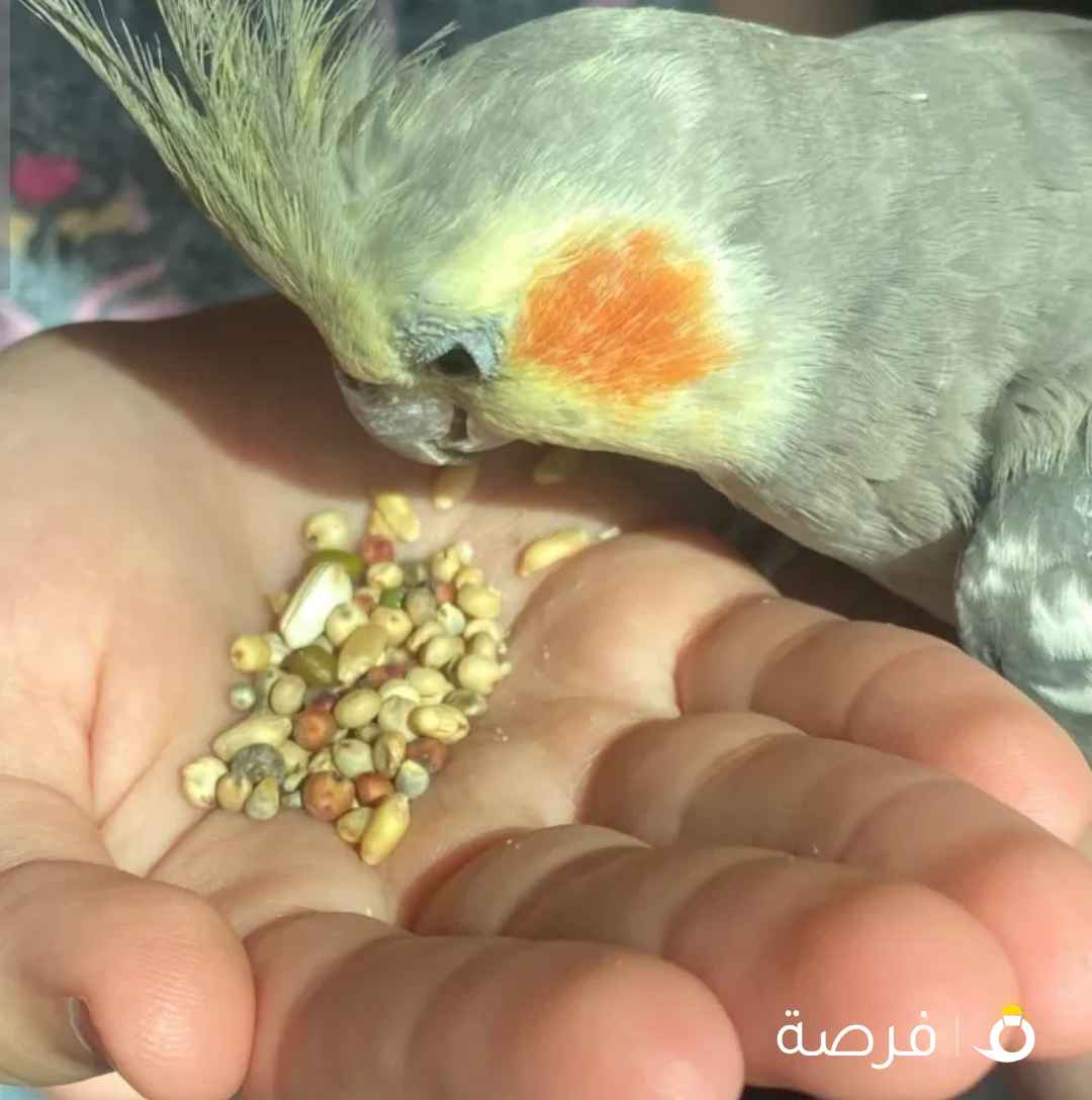 كروان أصفر و رمادي