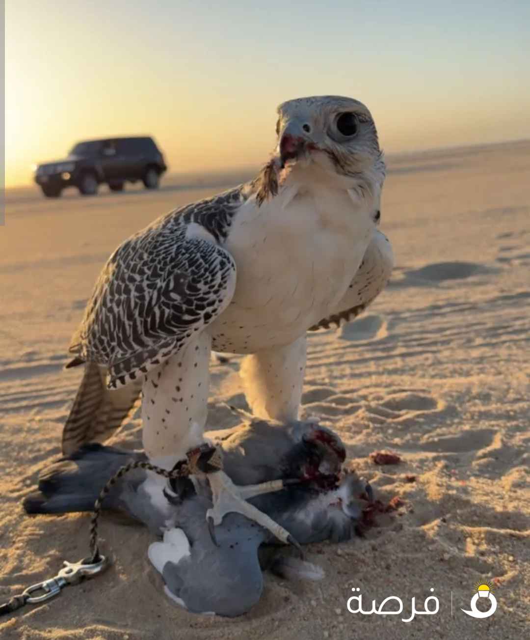 صباح الاحمد