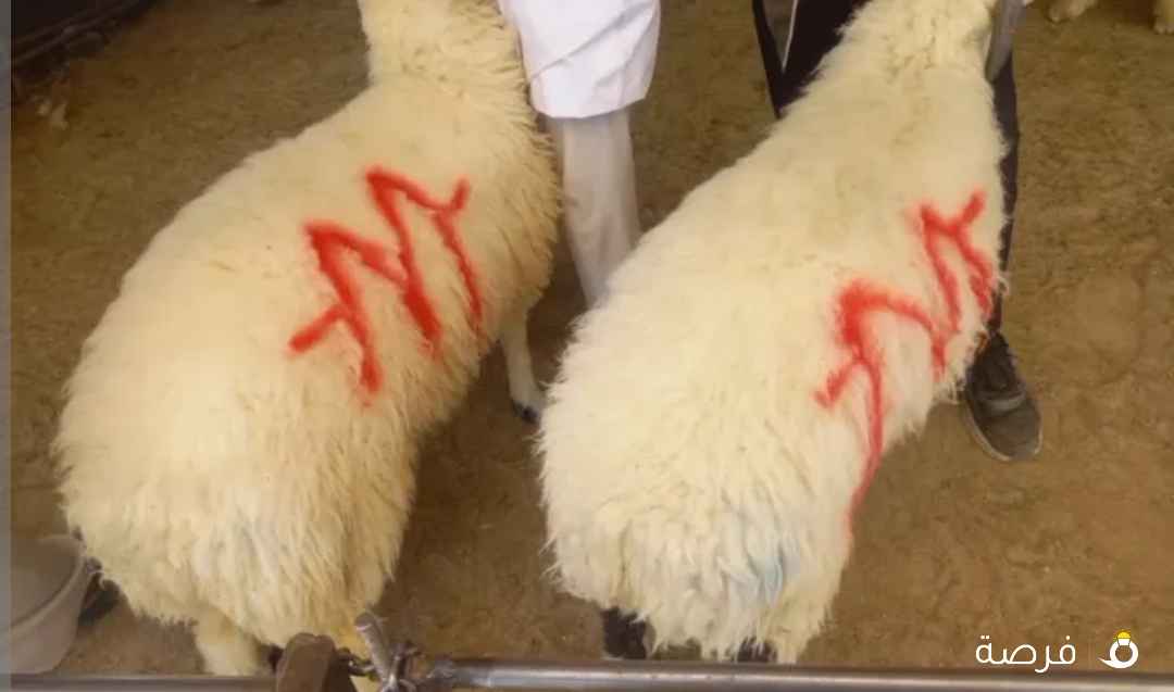 يوجد لدينا جميع الغنام بيع وقصاب