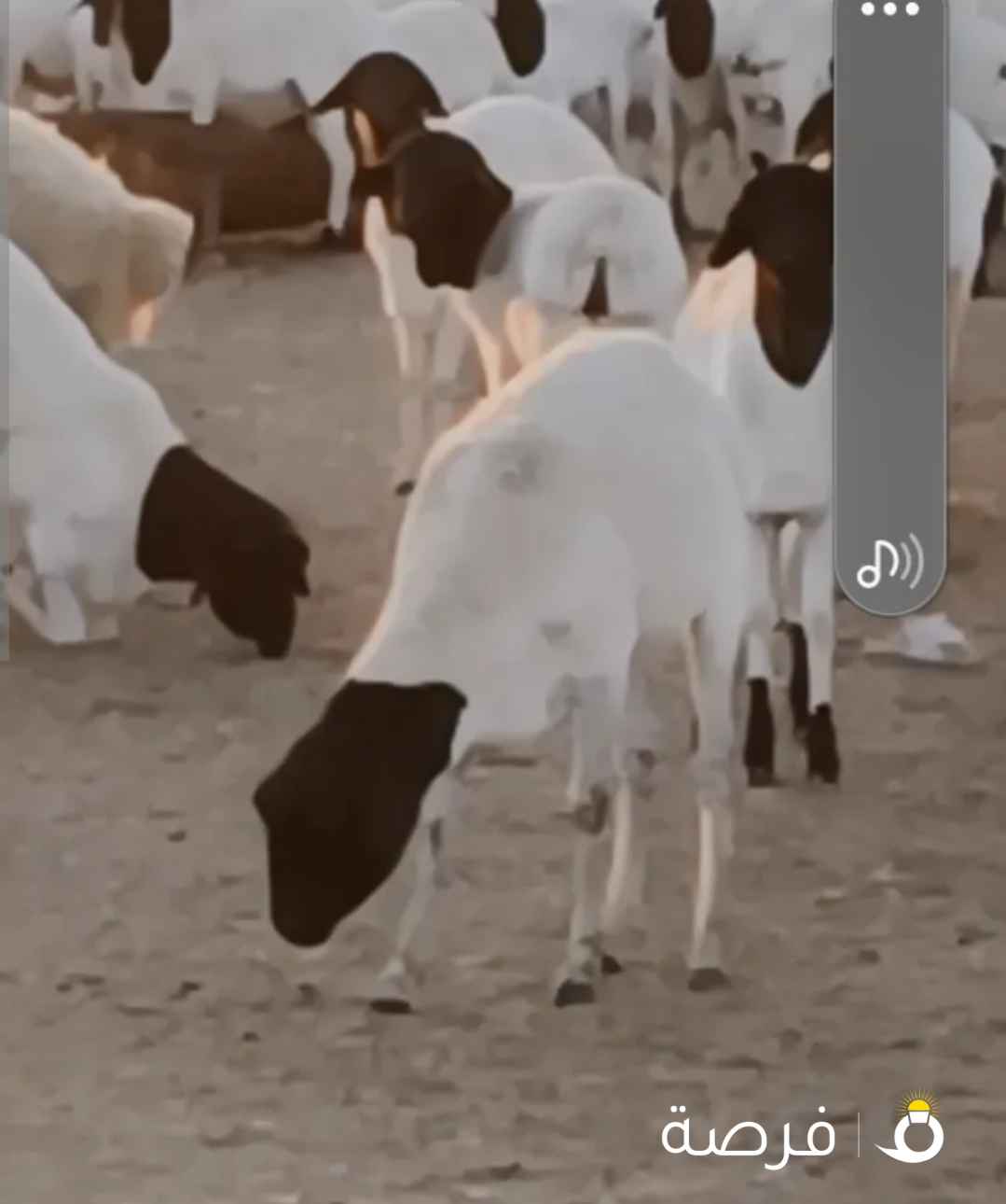 أغنام. وماعز وثيران وحاشي وقعدان الصومال