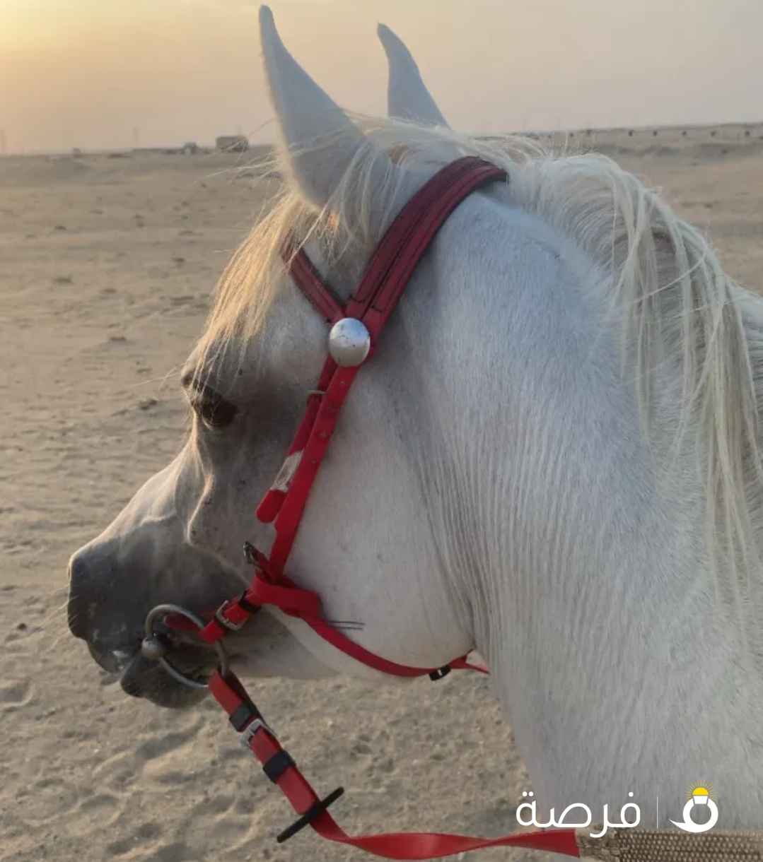 حصان مصري بيور