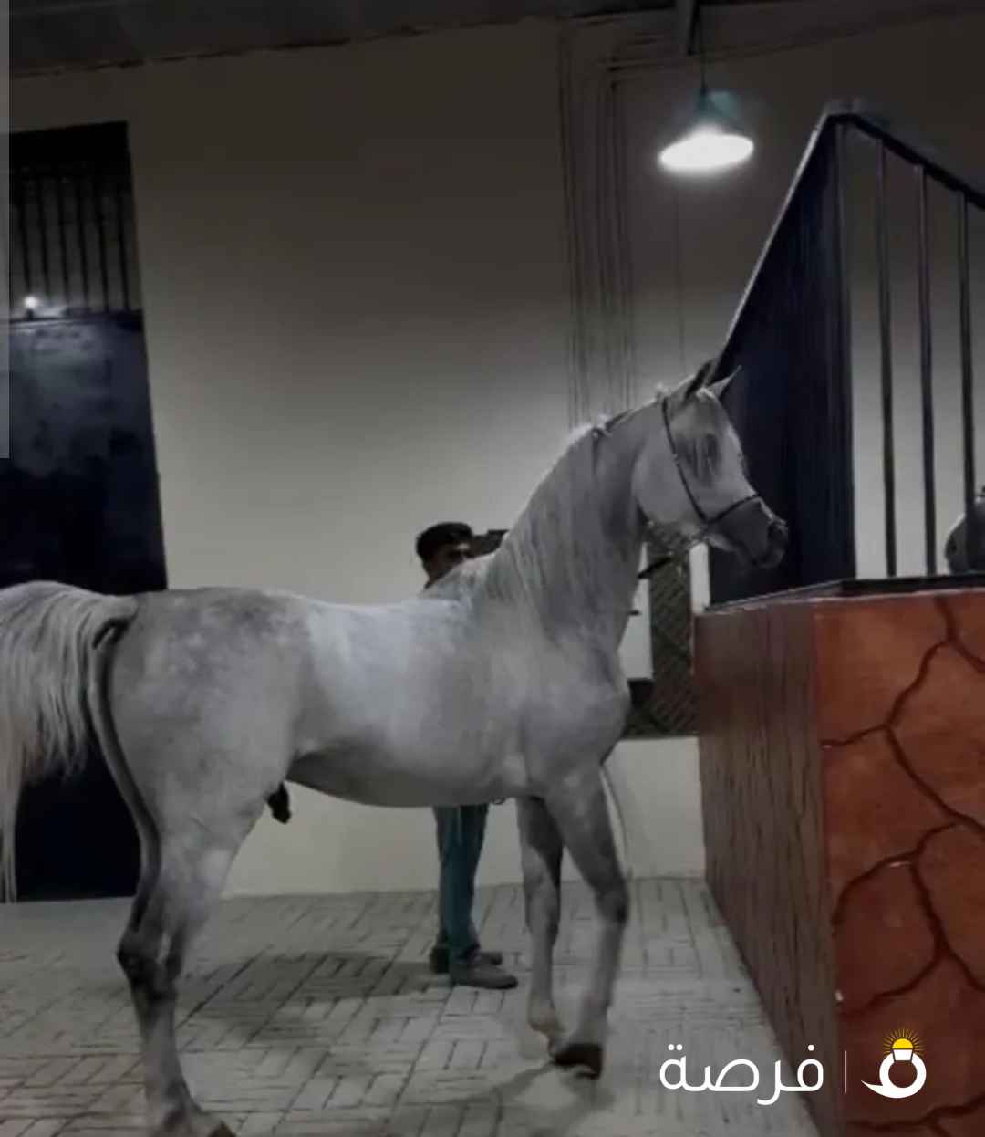 حصان بيور طيب