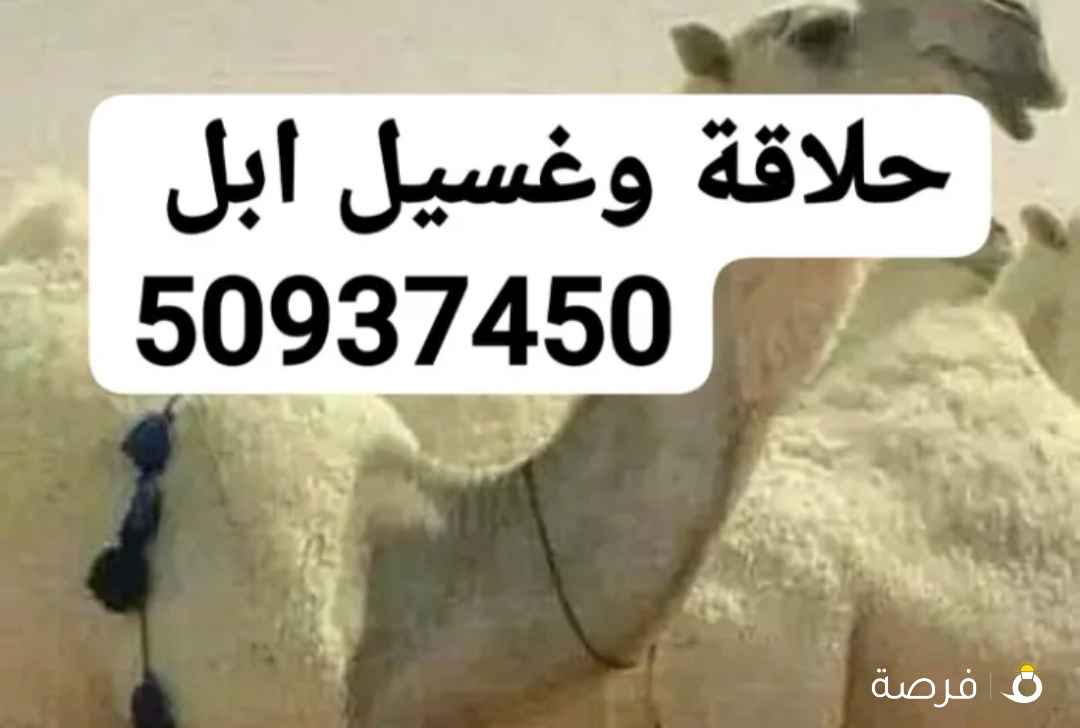 حلاقة وغسيل ابل كل مناطق الكويت