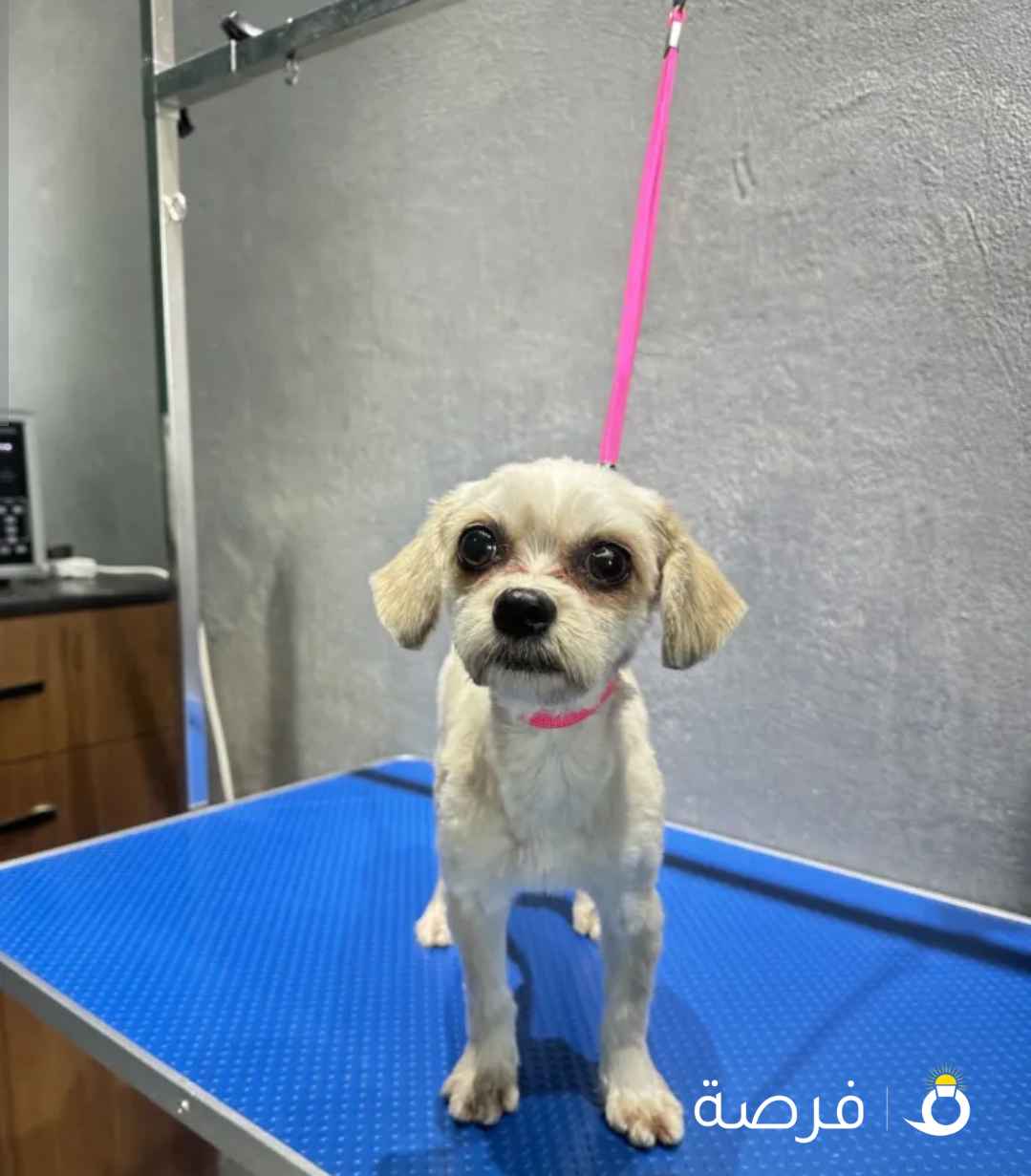 Shih Tzu female