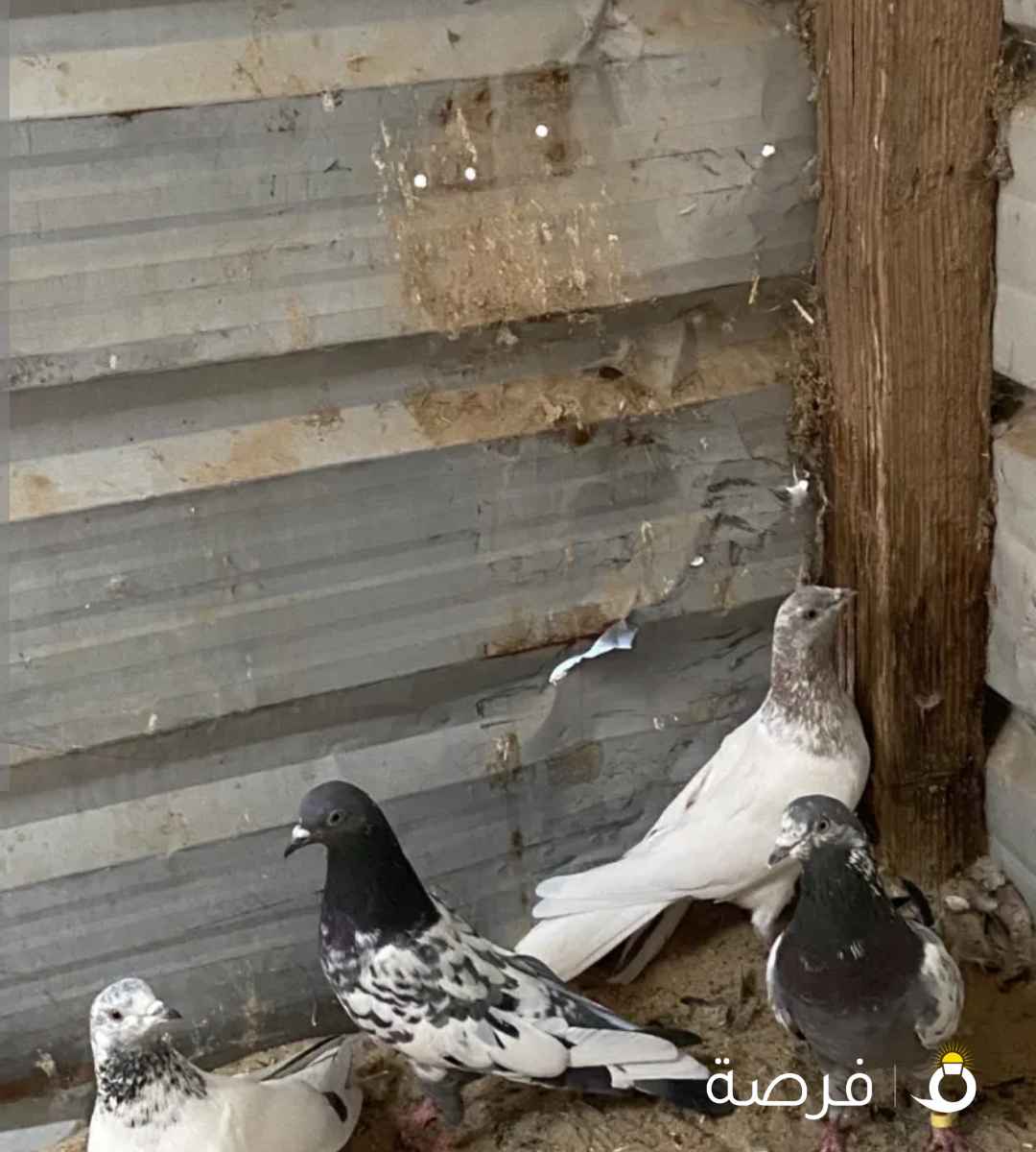 للبيع حمام باكستاني