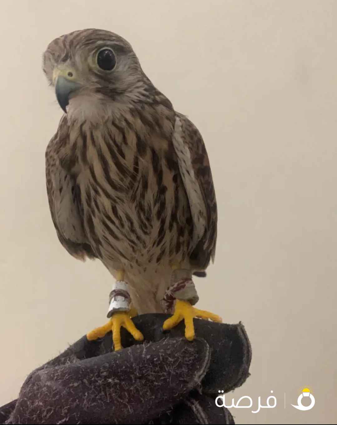 للبيع حميميج مدرب يهد على حمام و فري و جرابيع مع دس و برقع و سبوق و جرير و شنكار ووكر على السوم