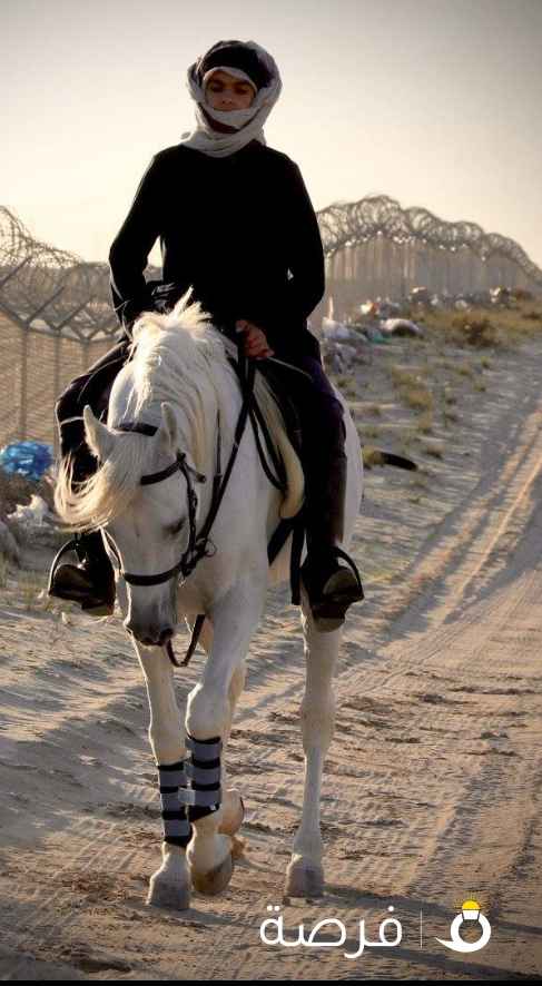 مطلوب سايس خيل خبره