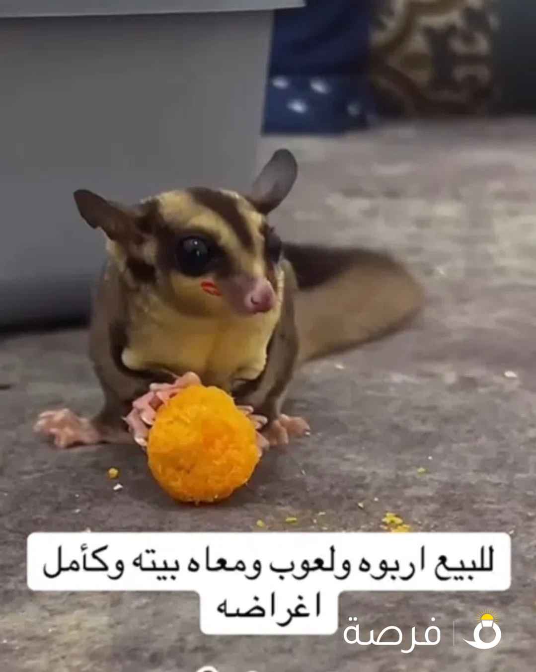 شوجر جلايدر